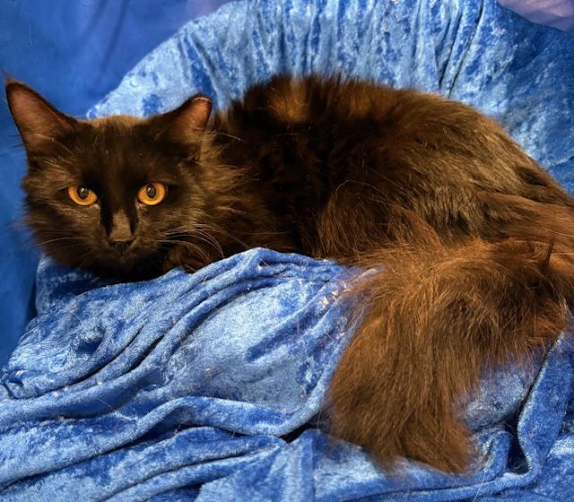 Enlarge Stormy, a ADOPTABLE Maine Coon in Gainesville, FL image 2/4