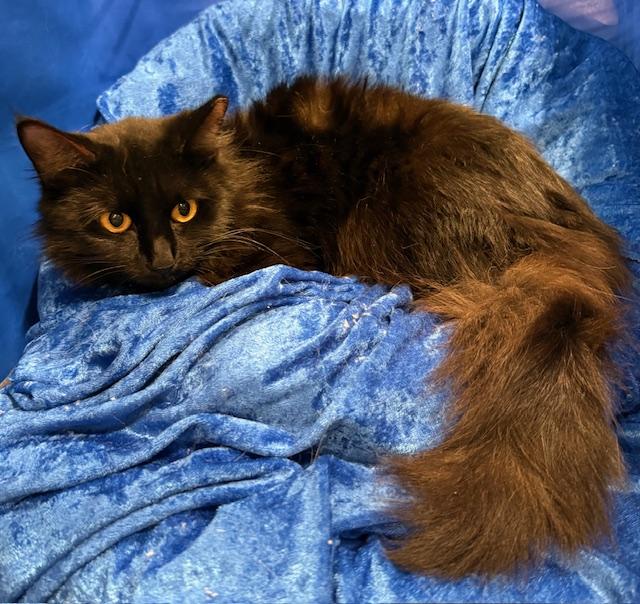 Enlarge Stormy, a ADOPTABLE Maine Coon in Gainesville, FL image 3/4