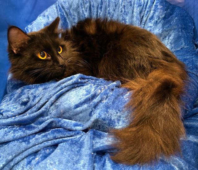 Enlarge Stormy, a ADOPTABLE Maine Coon in Gainesville, FL image 4/4
