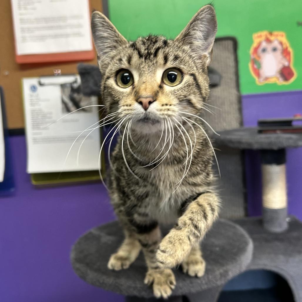 Kloe, Adoptable, Young Female Domestic Short Hair.