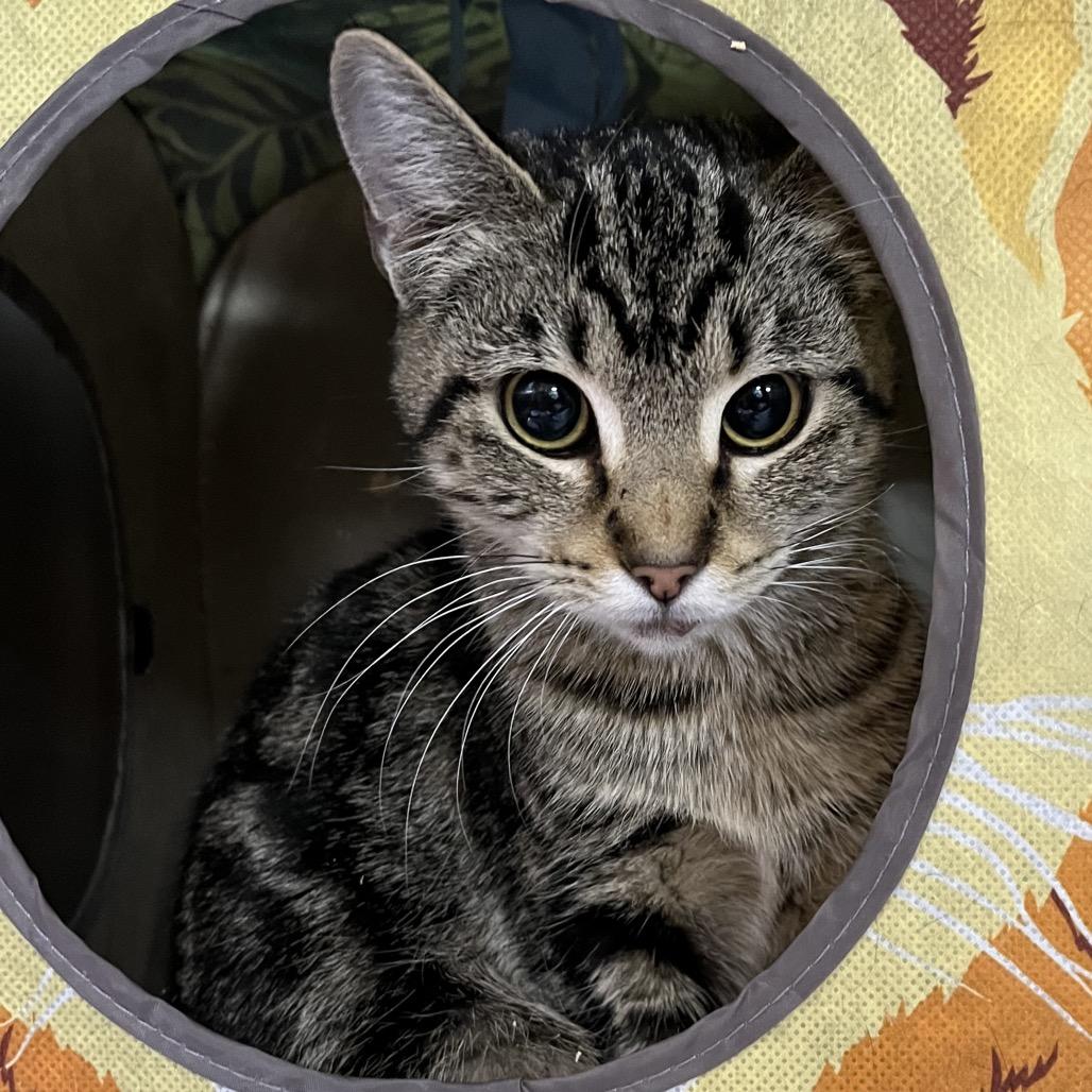 Enlarge Kloe, a Adoptable Domestic Short Hair in Pauls Valley, OK image 2/2