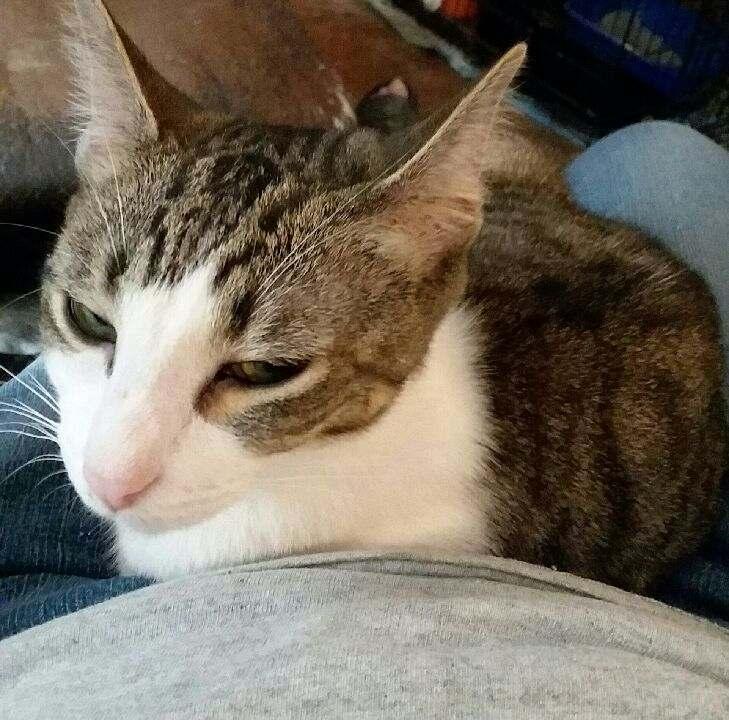 Enlarge Catane, a Adoptable Domestic Short Hair in silver spring, MD image 4/5