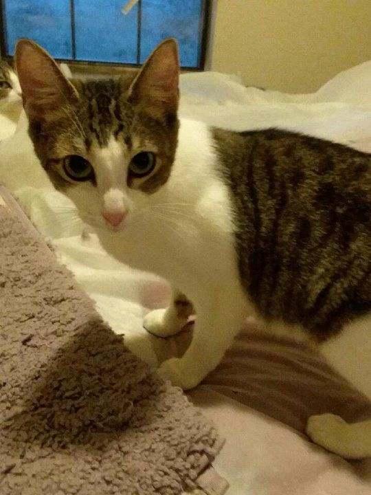 Enlarge Catane, a Adoptable Domestic Short Hair in silver spring, MD image 5/5