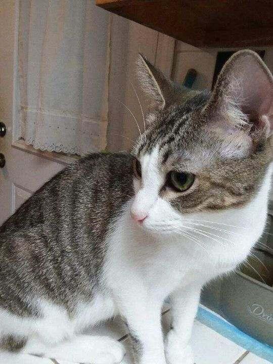 Enlarge Catane, a Adoptable Domestic Short Hair in silver spring, MD image 1/5