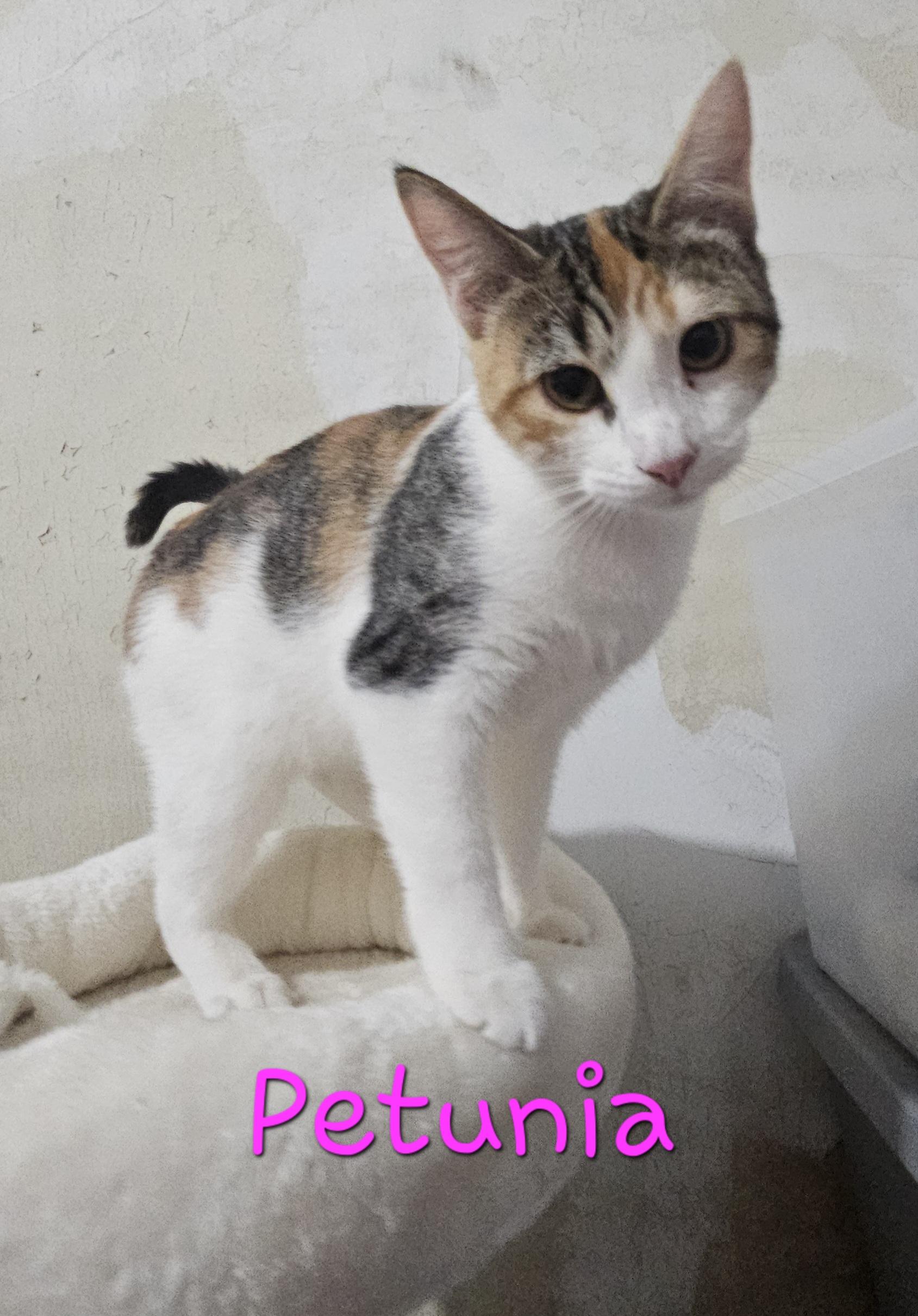 Enlarge Petunia (B), a Adoptable Domestic Short Hair in Greenville, SC image 1/1