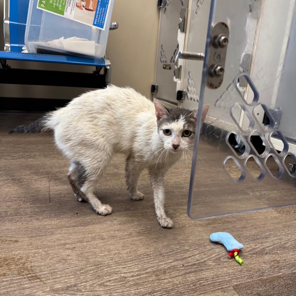 Enlarge TXAC-Stray-19533, a Adoptable American Shorthair in Portland, TX image 1/1