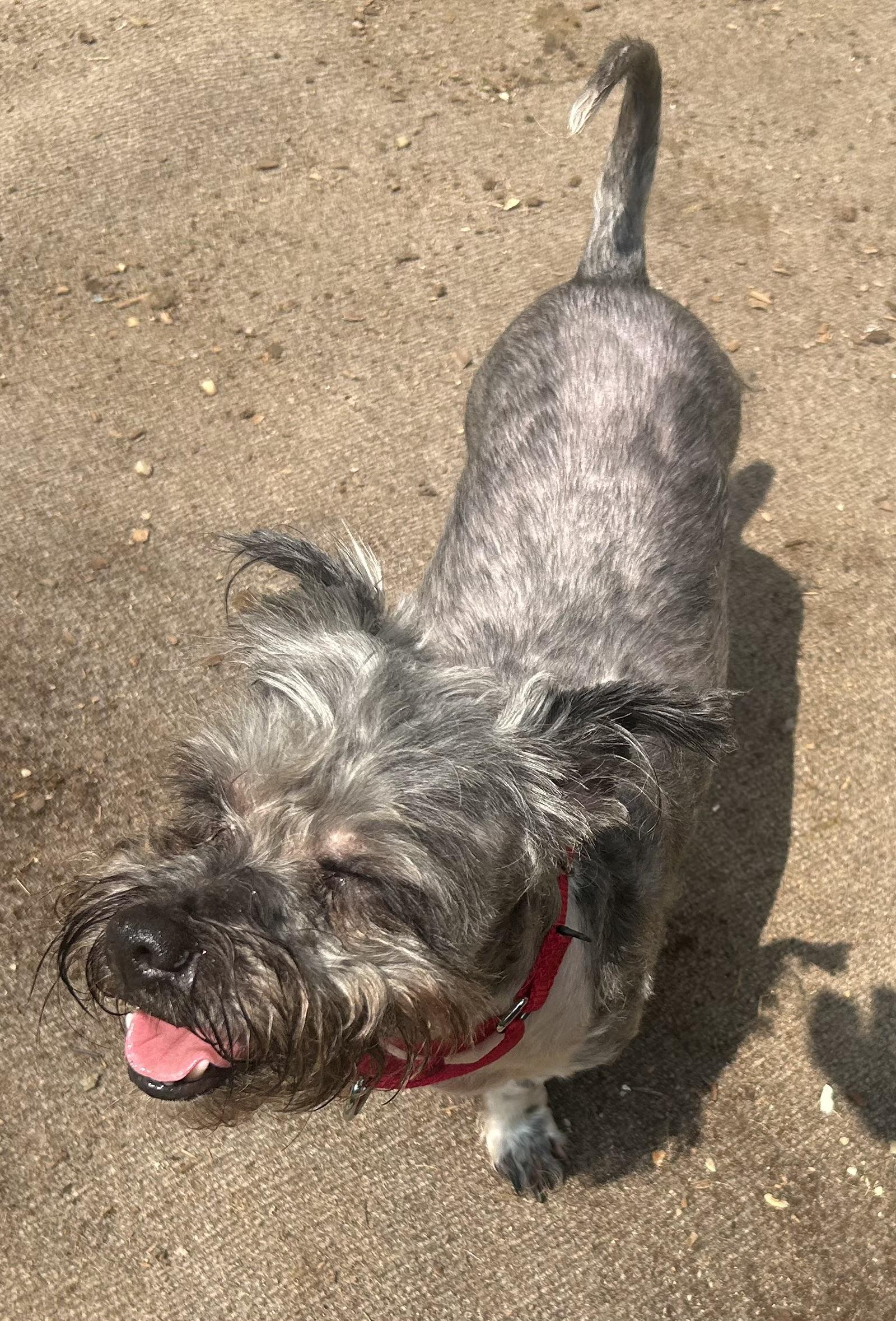 Griselda, adopted, Senior Female Miniature Schnauzer & Schnoodle.