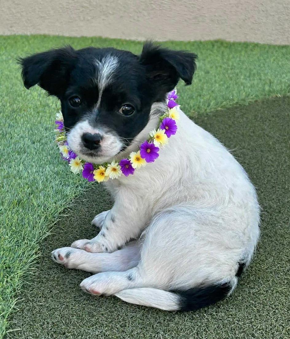 Enlarge Beverly, a ADOPTABLE mixed breed in Corona Del Mar, CA image 1/1