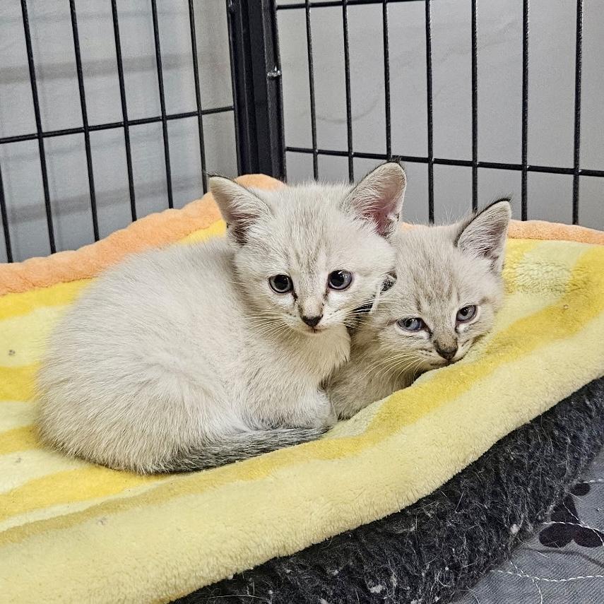 Alfie and Amelia, Adoptable, Kitten Male Siamese & Domestic Medium Hair.