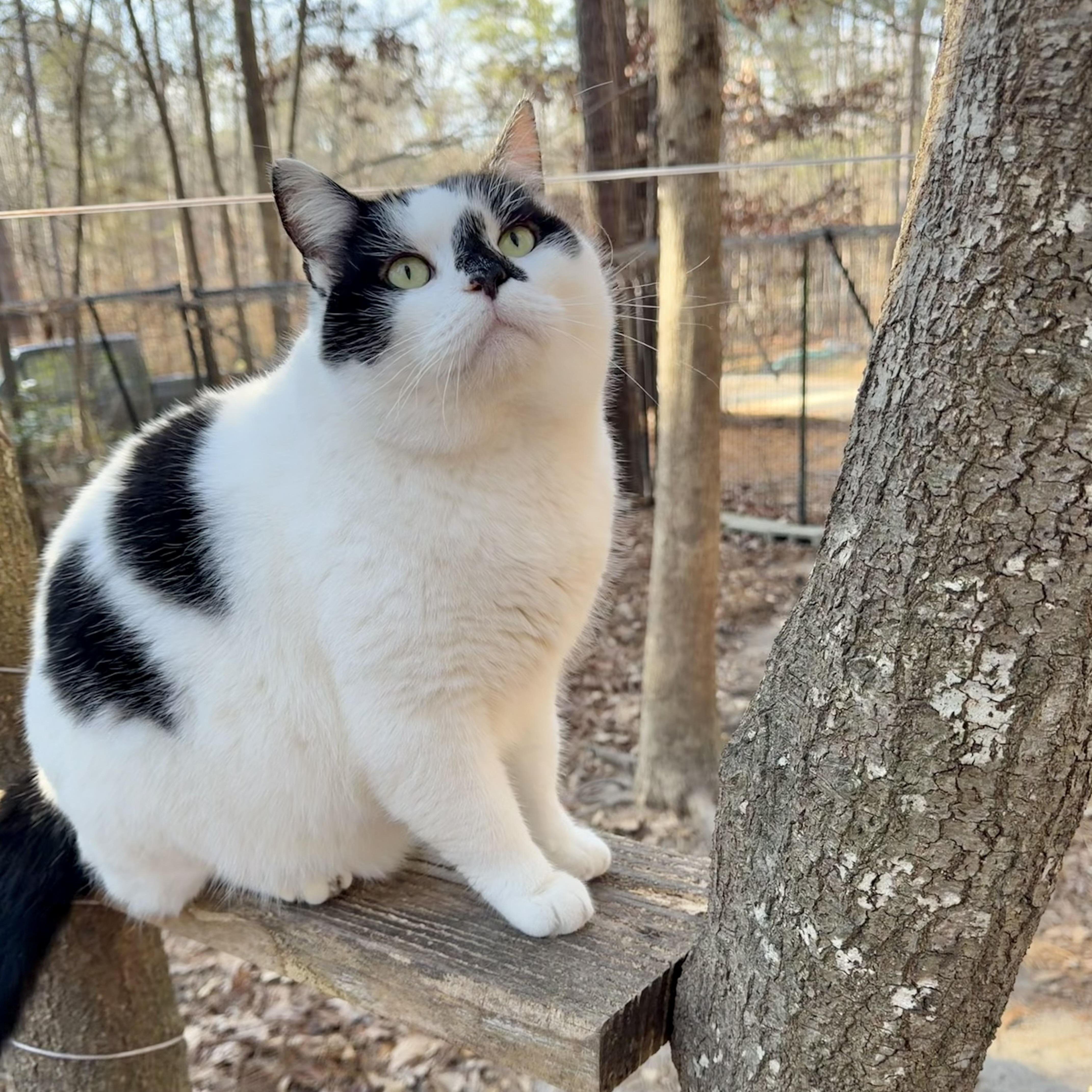 Nico (FIV positive - loving BIG fluff ball!)