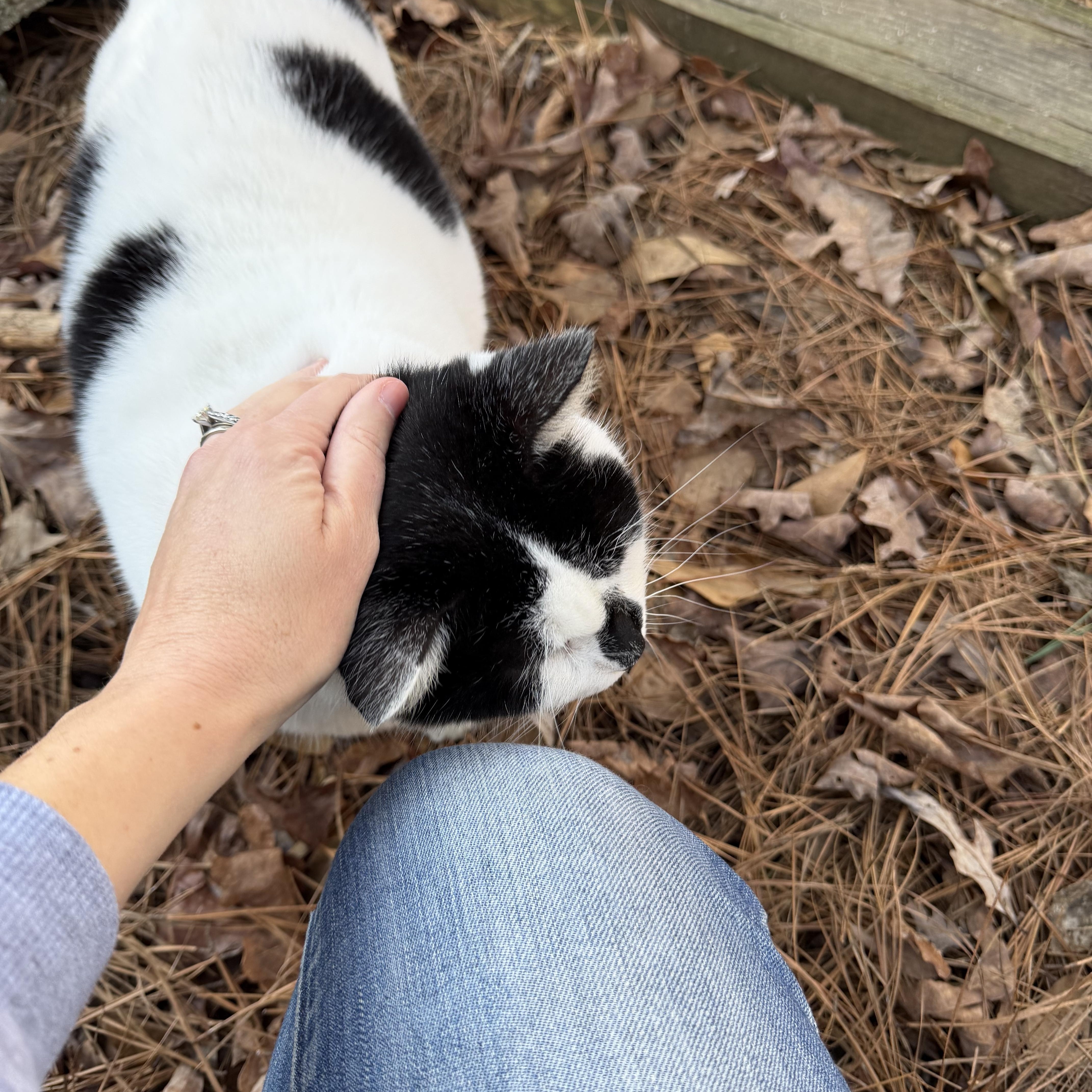 Nico (FIV positive - loving BIG fluff ball!) — thumbnail 2