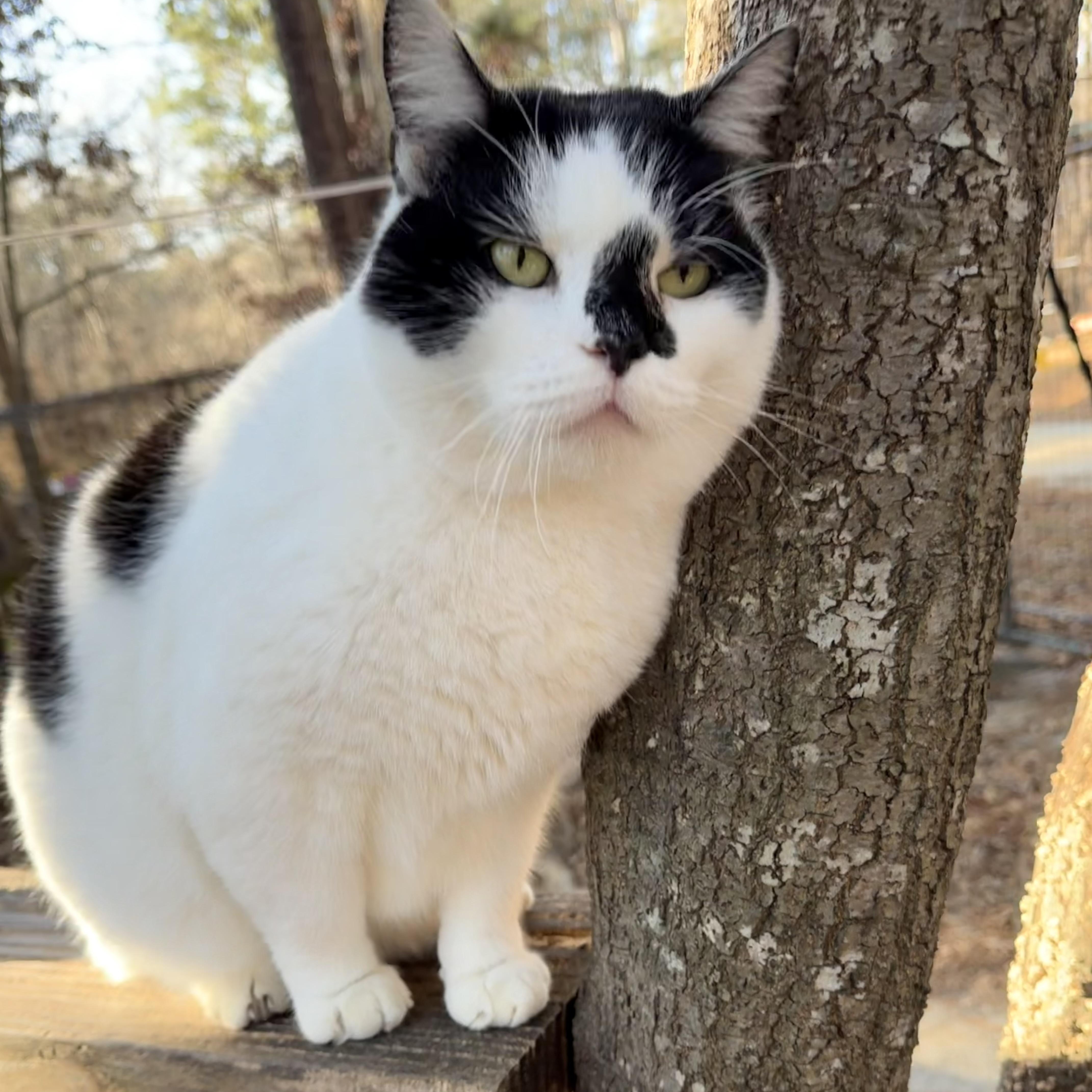 Nico (FIV positive - loving BIG fluff ball!) — thumbnail 3