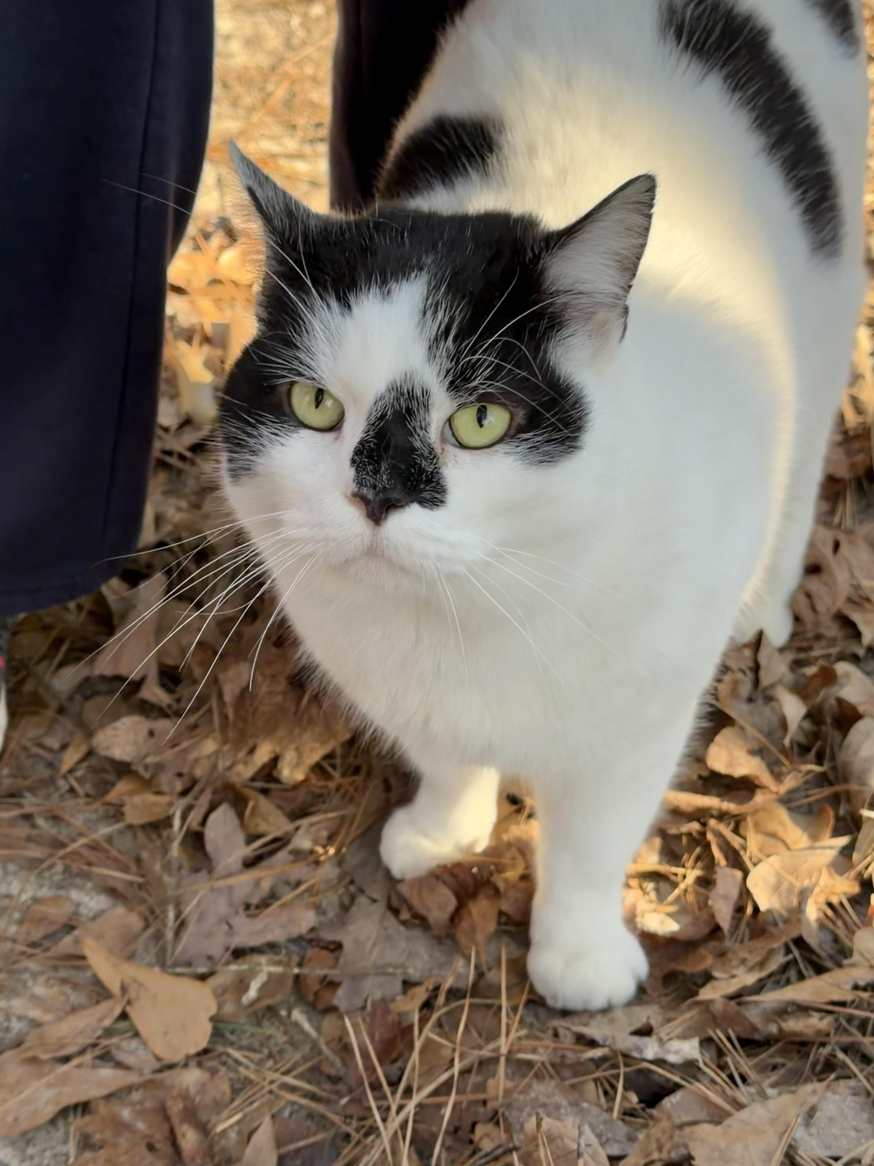 Nico (FIV positive - loving BIG fluff ball!) — thumbnail 4