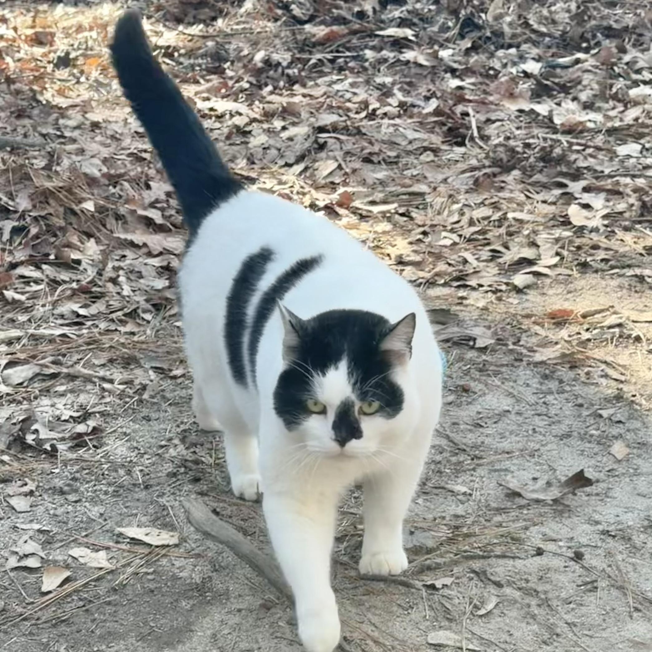 Nico (FIV positive - loving BIG fluff ball!) — thumbnail 5