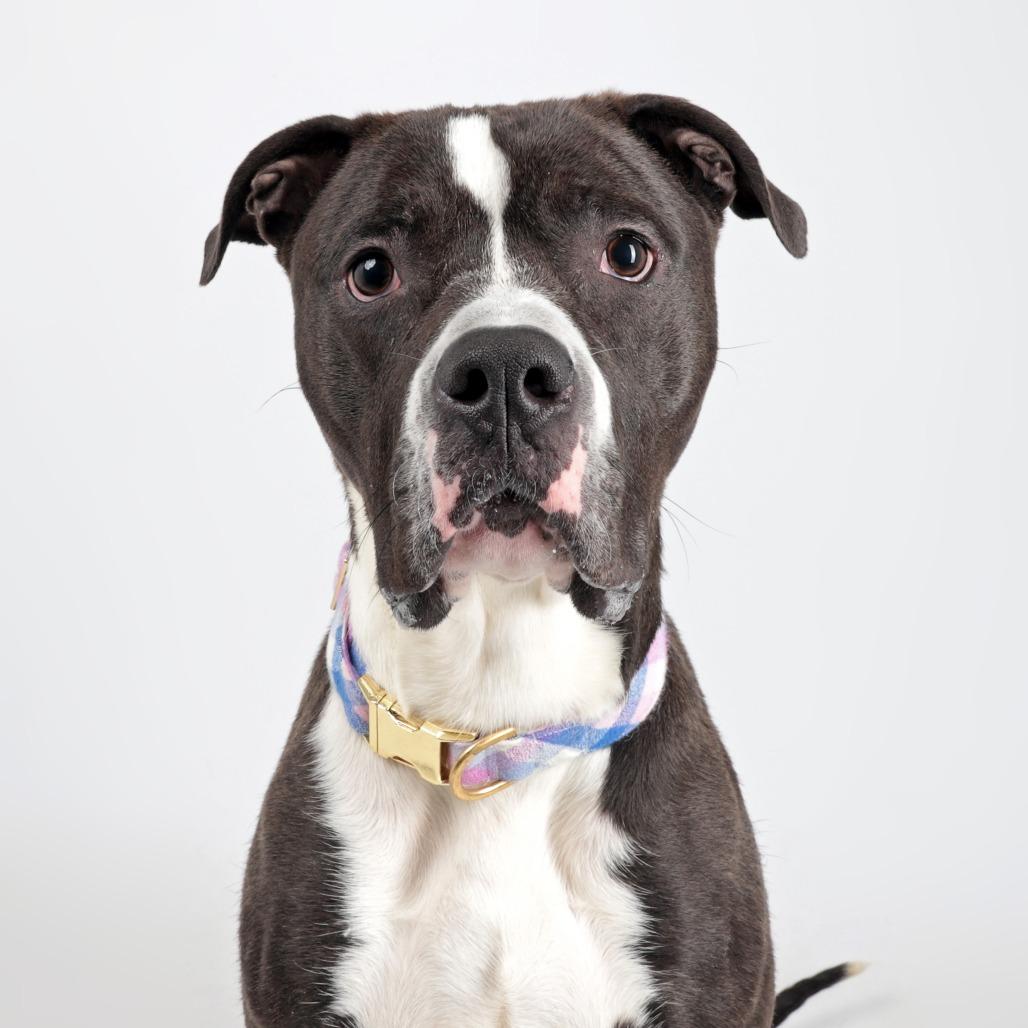 Clownfish, Adoptable, Adult Male Mixed Breed.