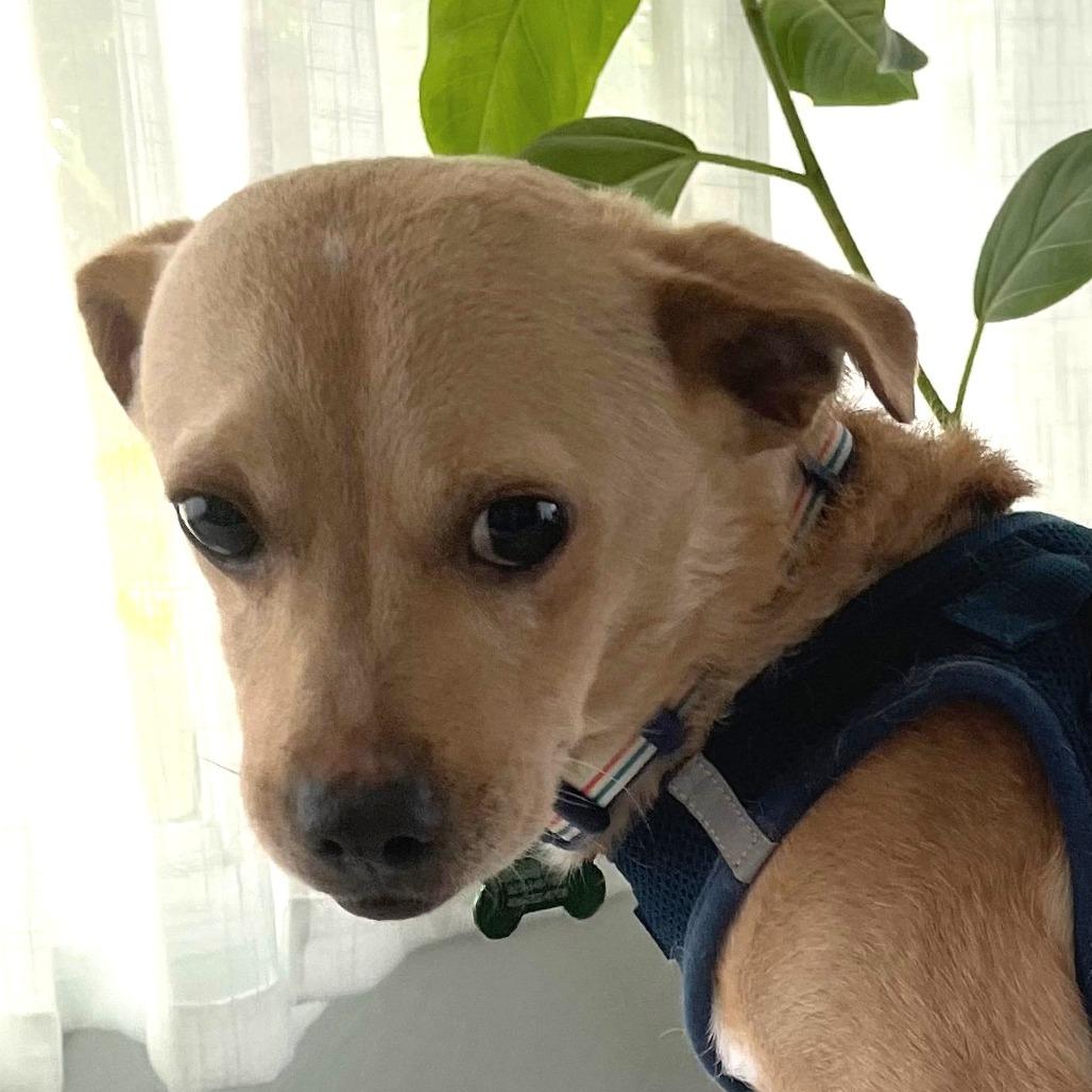 Enlarge RUSTY, a Adoptable Chihuahua in Pleasanton, CA image 1/6