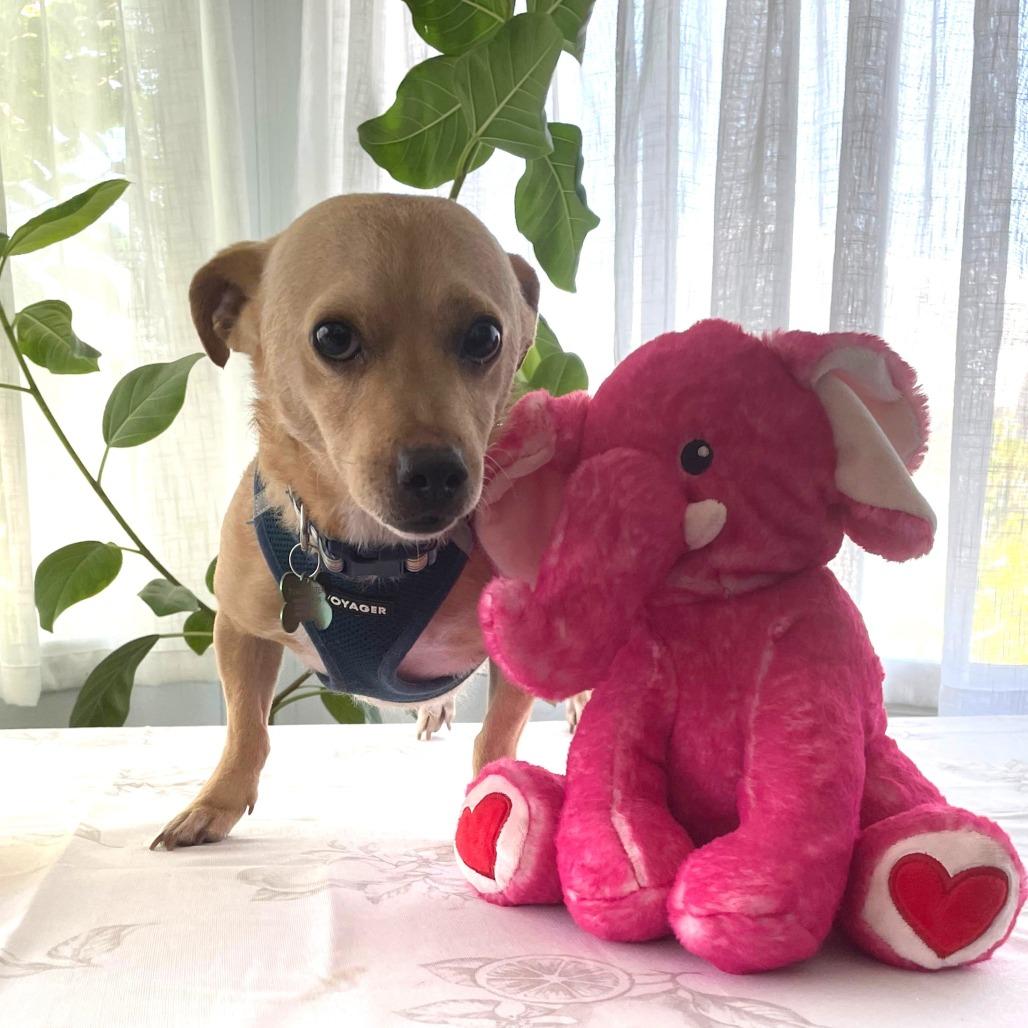 Enlarge RUSTY, a Adoptable Chihuahua in Pleasanton, CA image 2/6