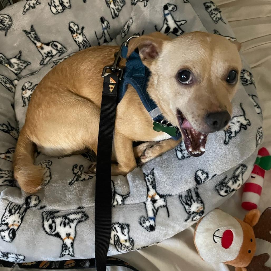 Enlarge RUSTY, a Adoptable Chihuahua in Pleasanton, CA image 3/6