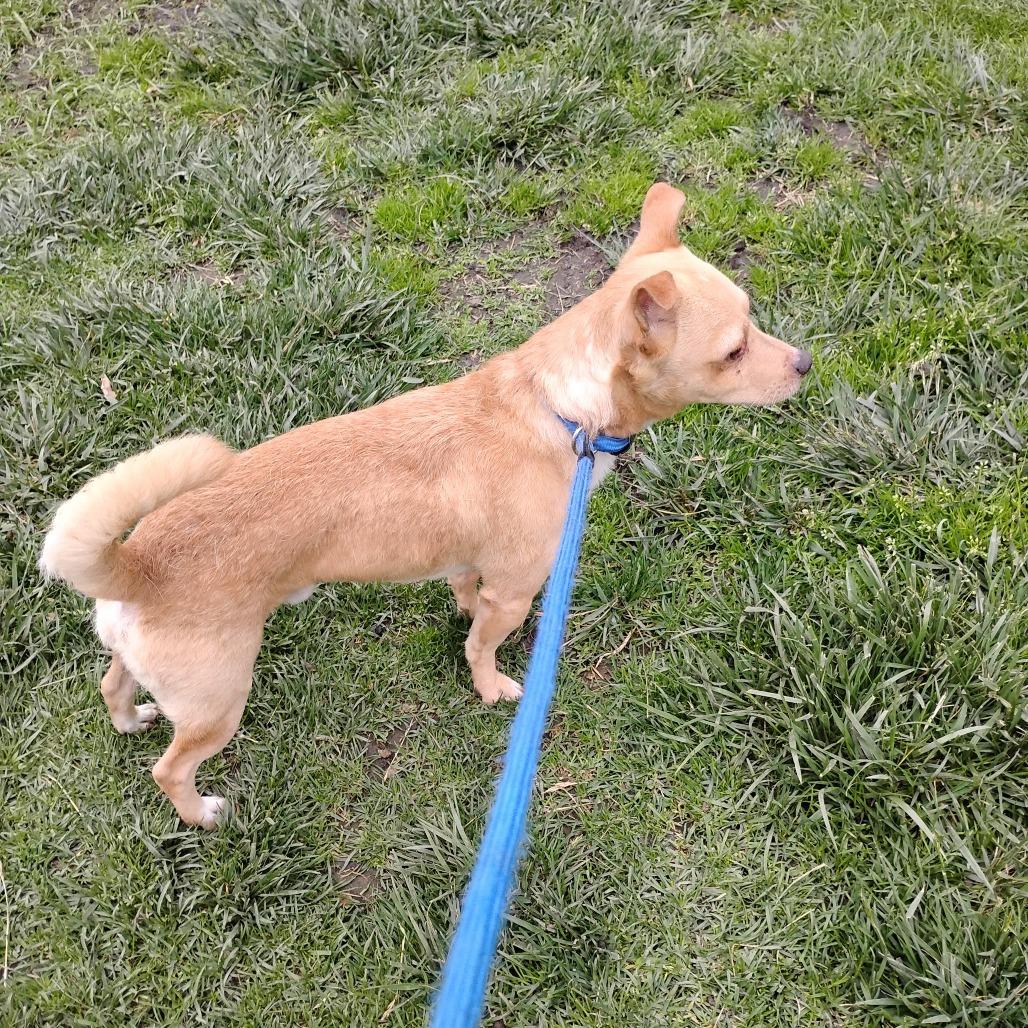 Enlarge RUSTY, a Adoptable Chihuahua in Pleasanton, CA image 4/6