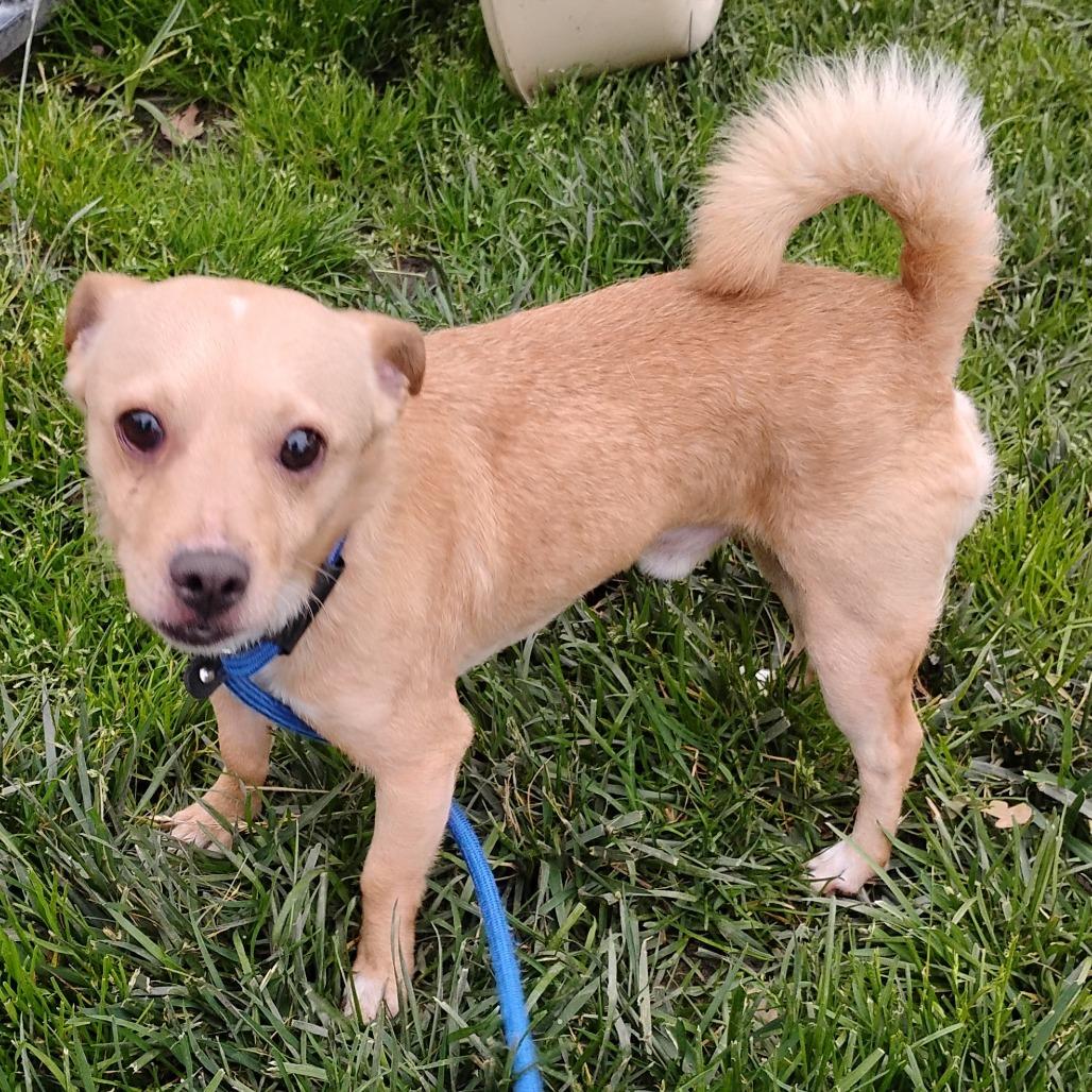 Enlarge RUSTY, a Adoptable Chihuahua in Pleasanton, CA image 5/6