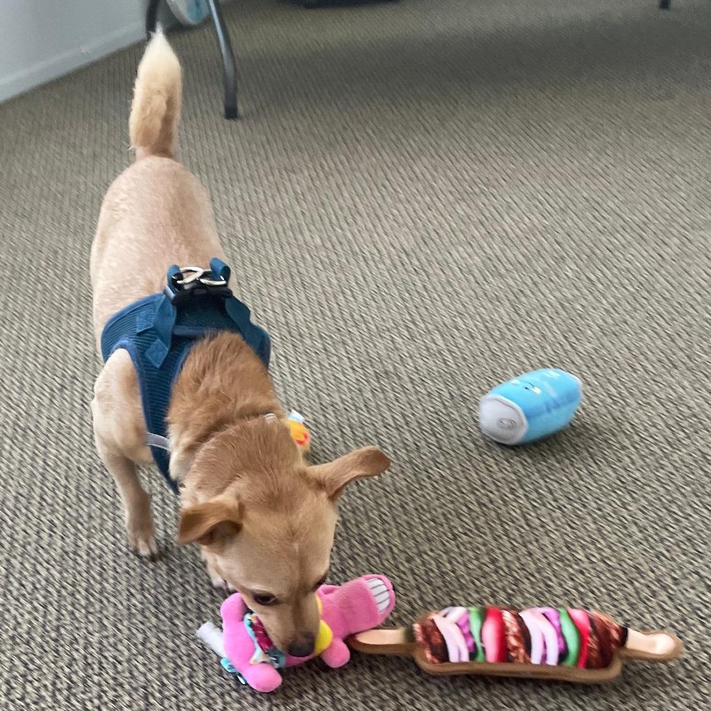 Enlarge RUSTY, a Adoptable Chihuahua in Pleasanton, CA image 6/6