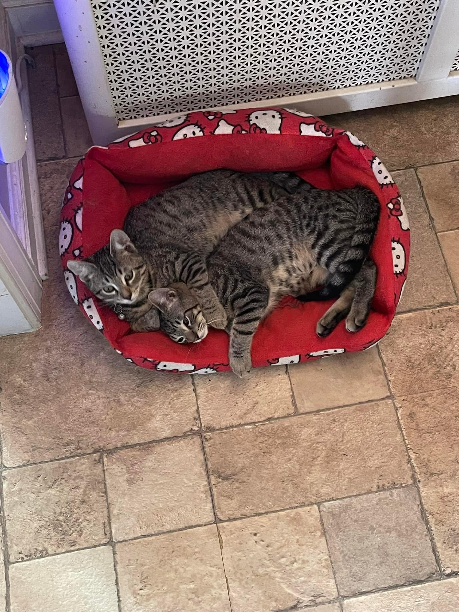 Enlarge Memphis and Knox (bonded pair), a Adopted Domestic Short Hair in Wanaque, NJ image 2/2