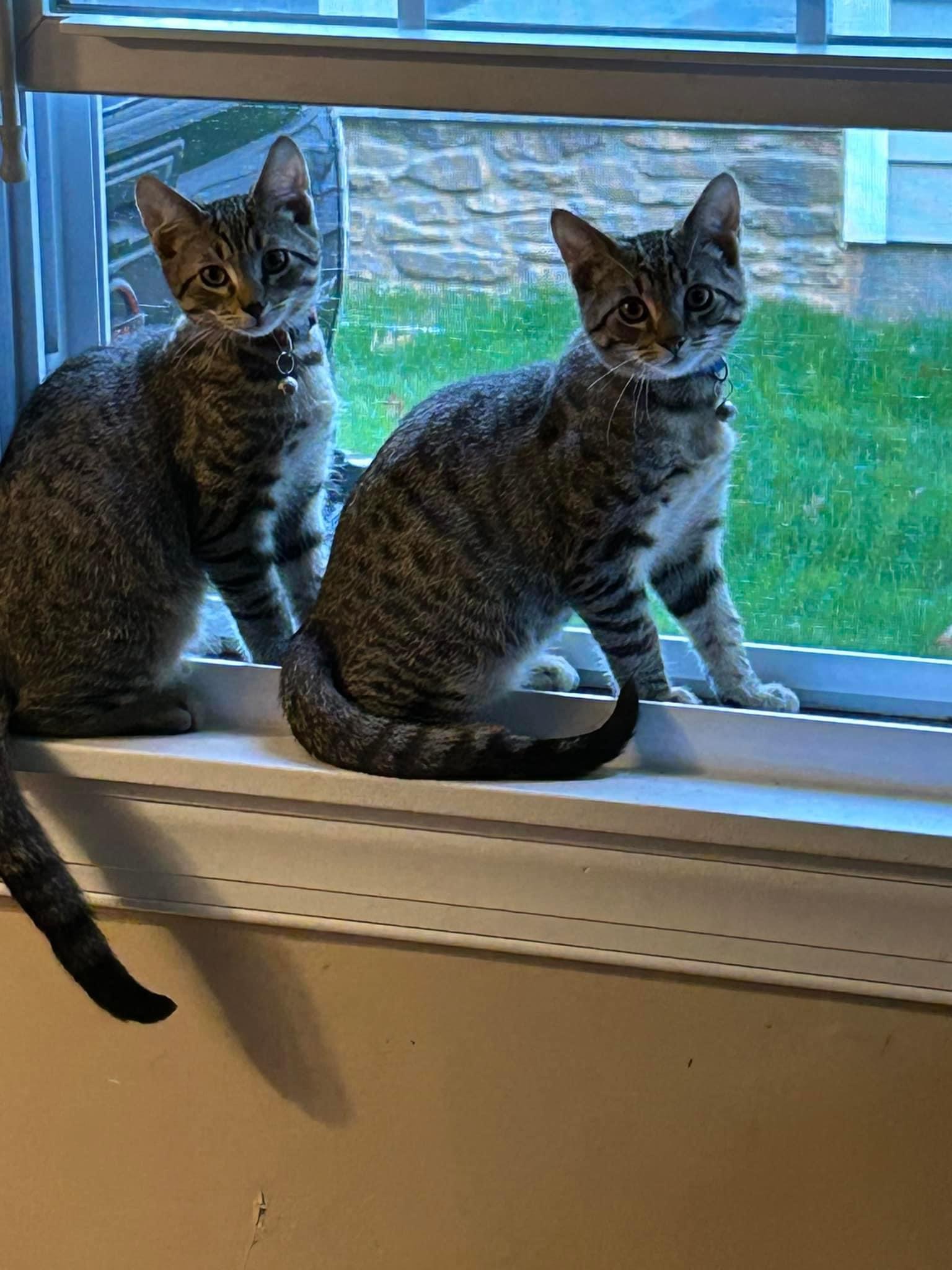 Memphis and Knox (bonded pair), Adopted, Kitten Male Domestic Short Hair.