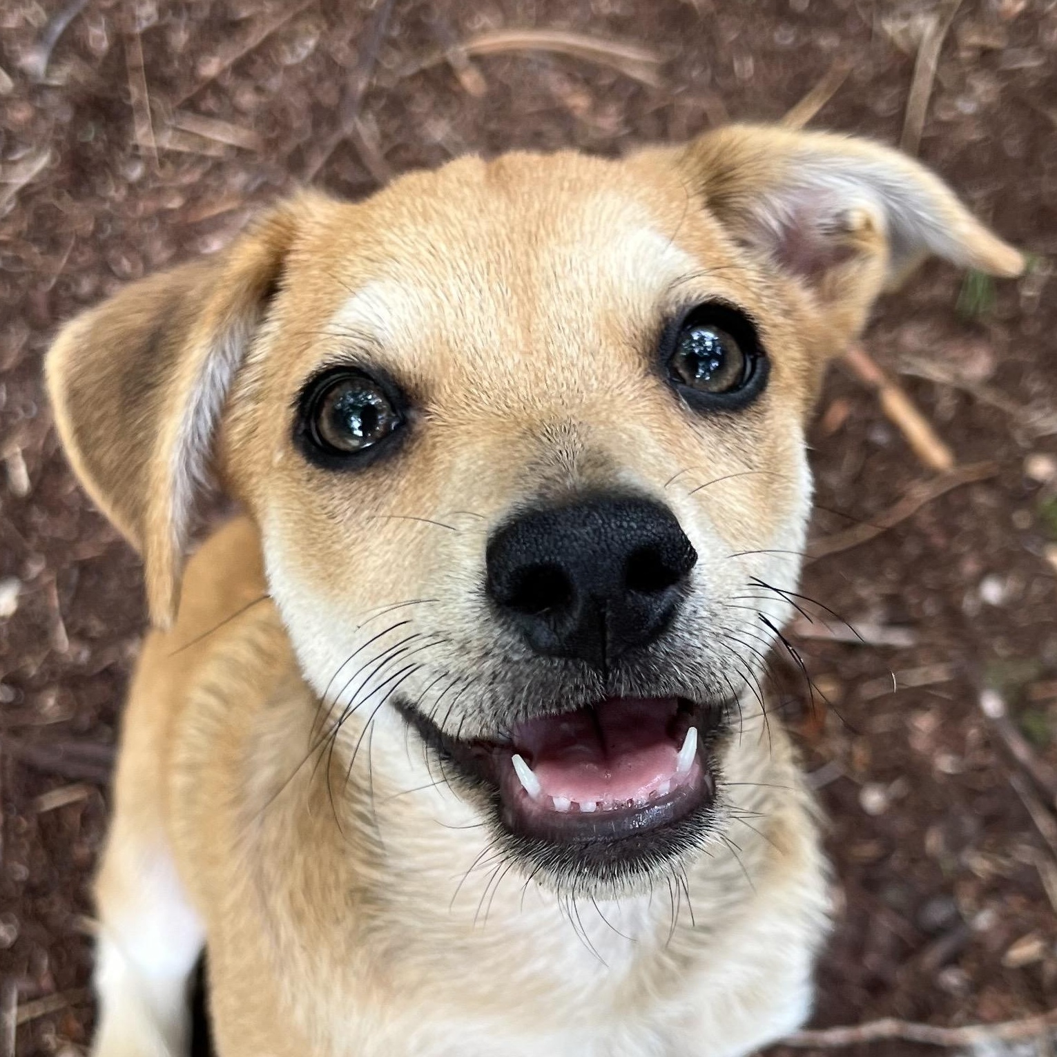 Monkey, a ADOPTABLE mixed breed in Cedar Mountain, NC image 1/5