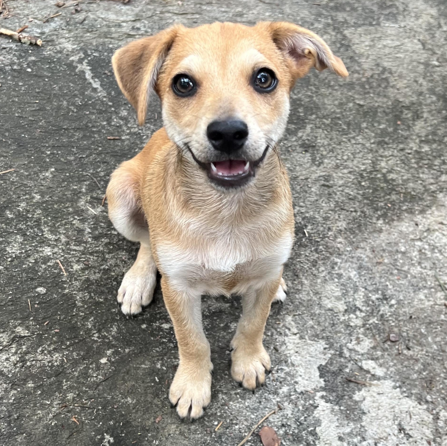 Monkey, a ADOPTABLE mixed breed in Cedar Mountain, NC image 2/5