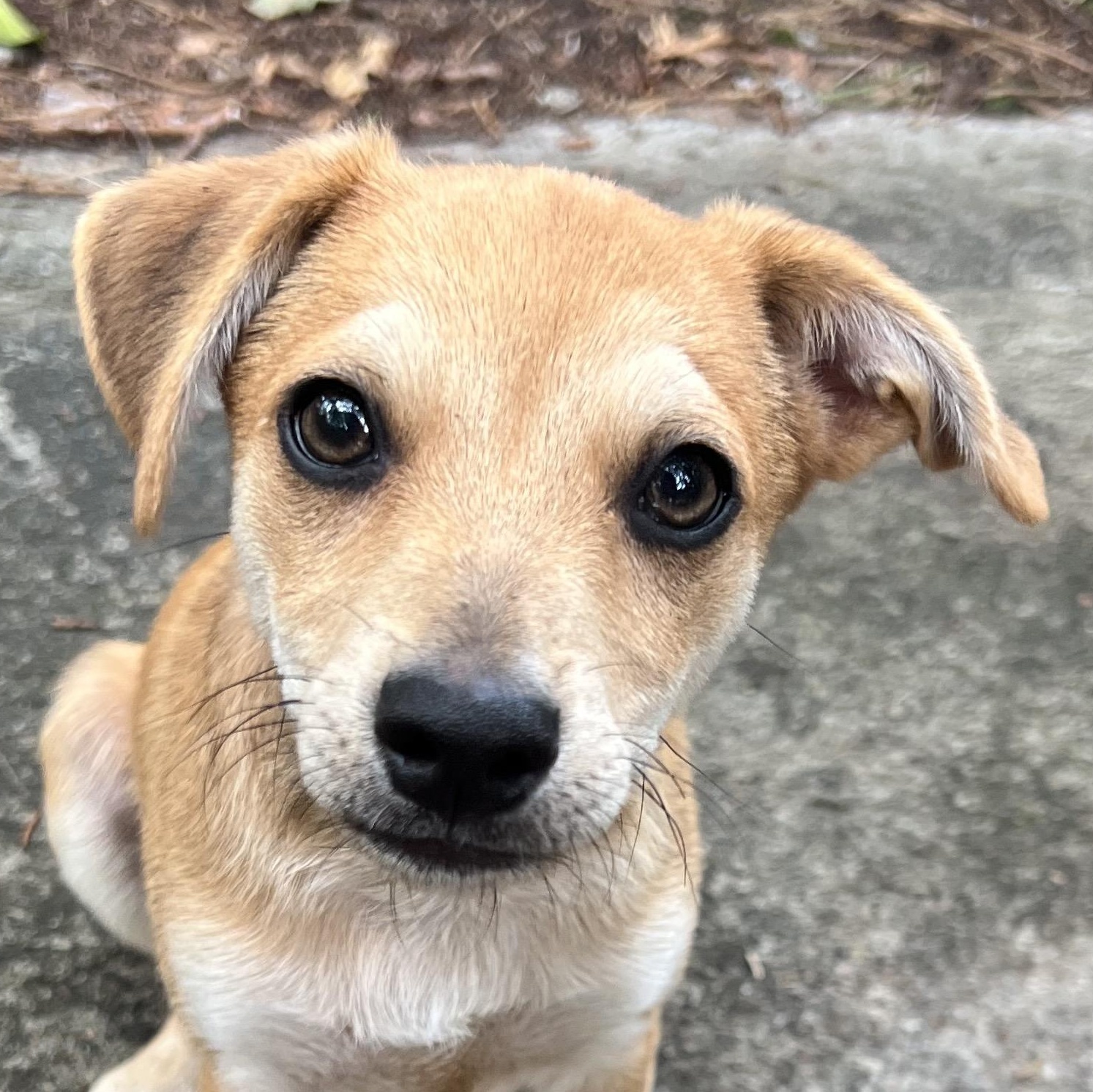 Monkey, a ADOPTABLE mixed breed in Cedar Mountain, NC image 5/5