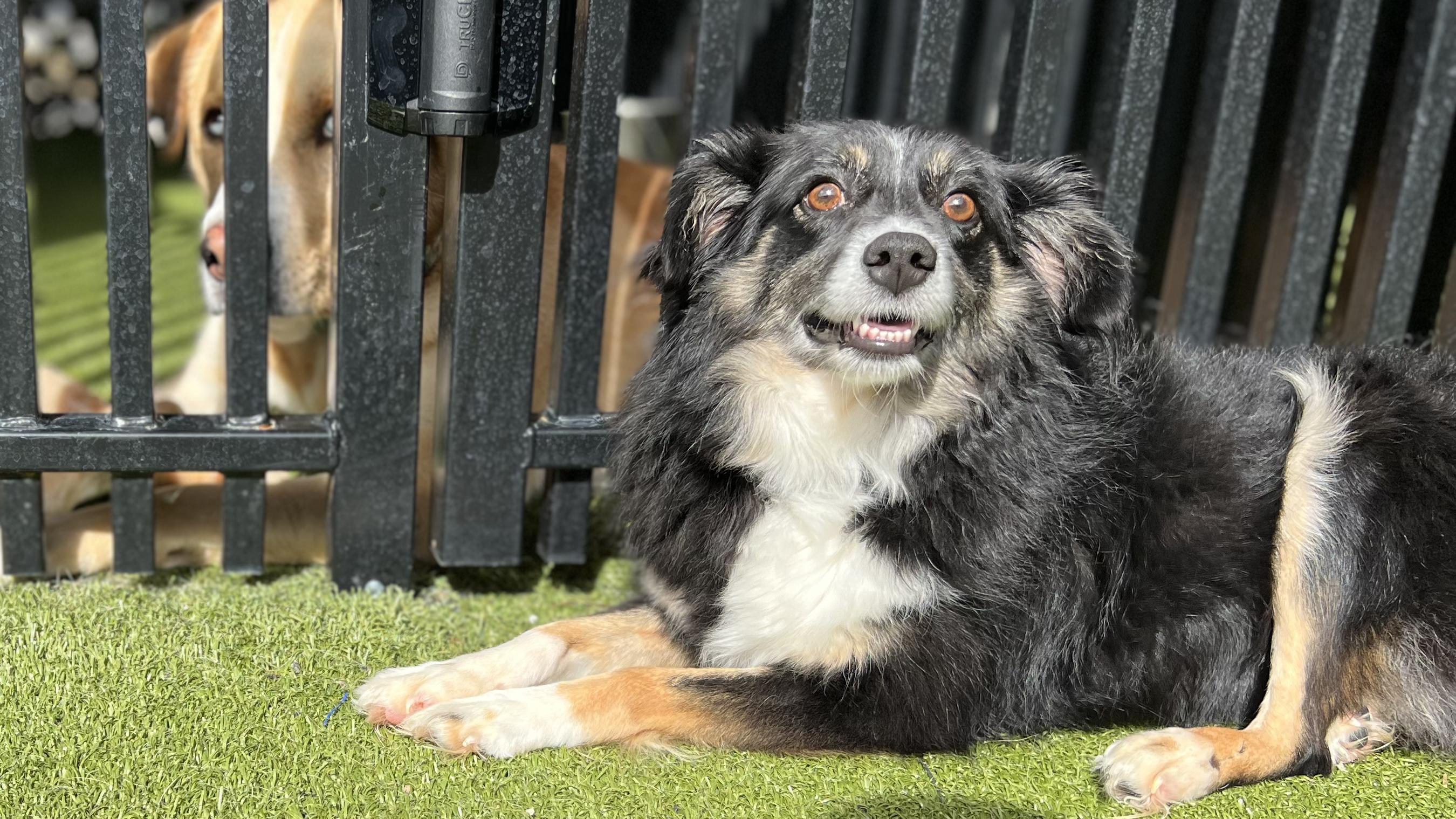 Enlarge GRACIE, a Adoptable Australian Shepherd in Ridgeland, SC image 4/5
