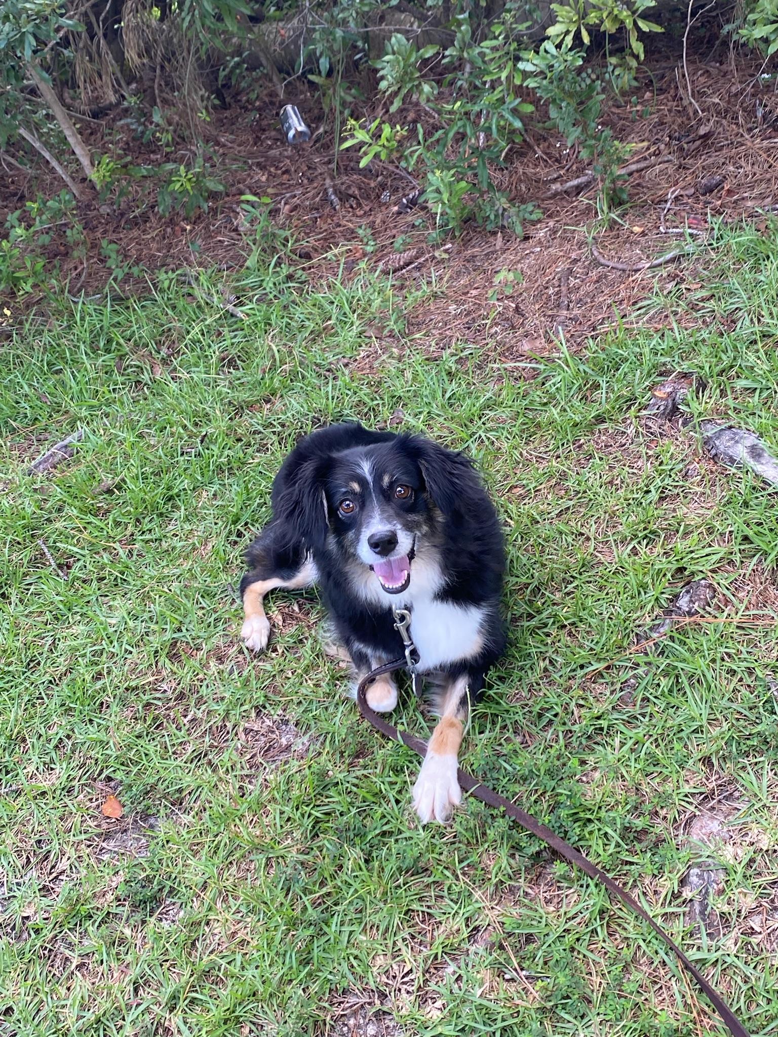 Gracie, a Adoptable Australian Shepherd image 3/4