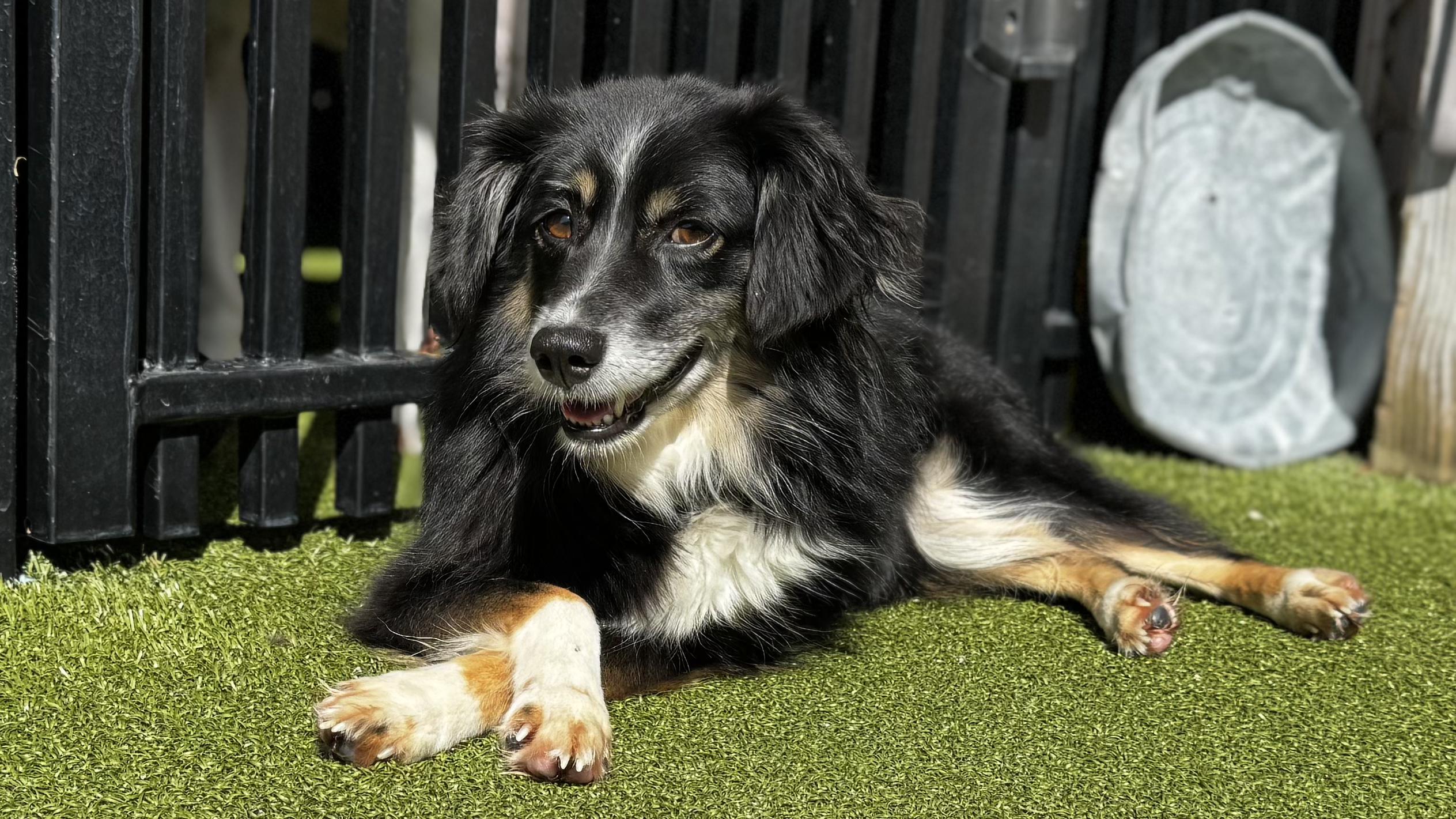 Enlarge GRACIE, a Adoptable Australian Shepherd in Ridgeland, SC image 2/5