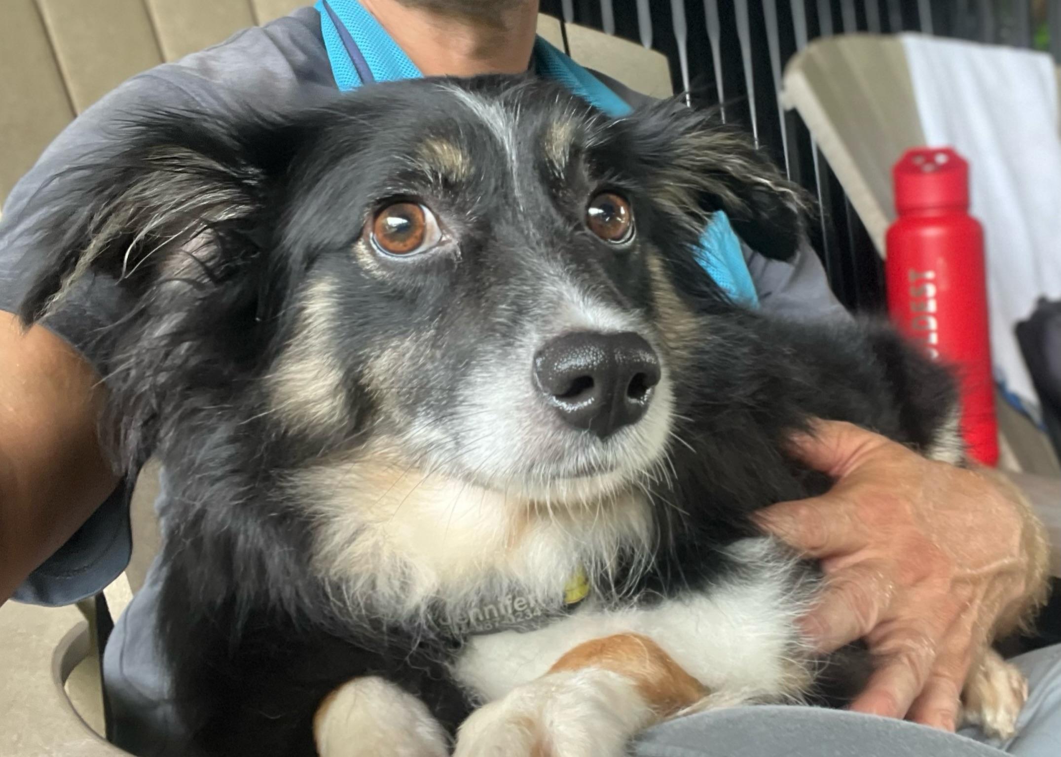 Gracie, a Adoptable Australian Shepherd image 2/4