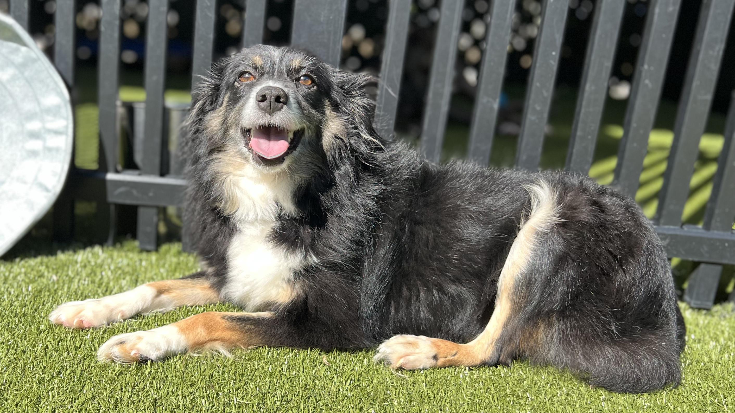 Enlarge GRACIE, a Adoptable Australian Shepherd in Ridgeland, SC image 3/5