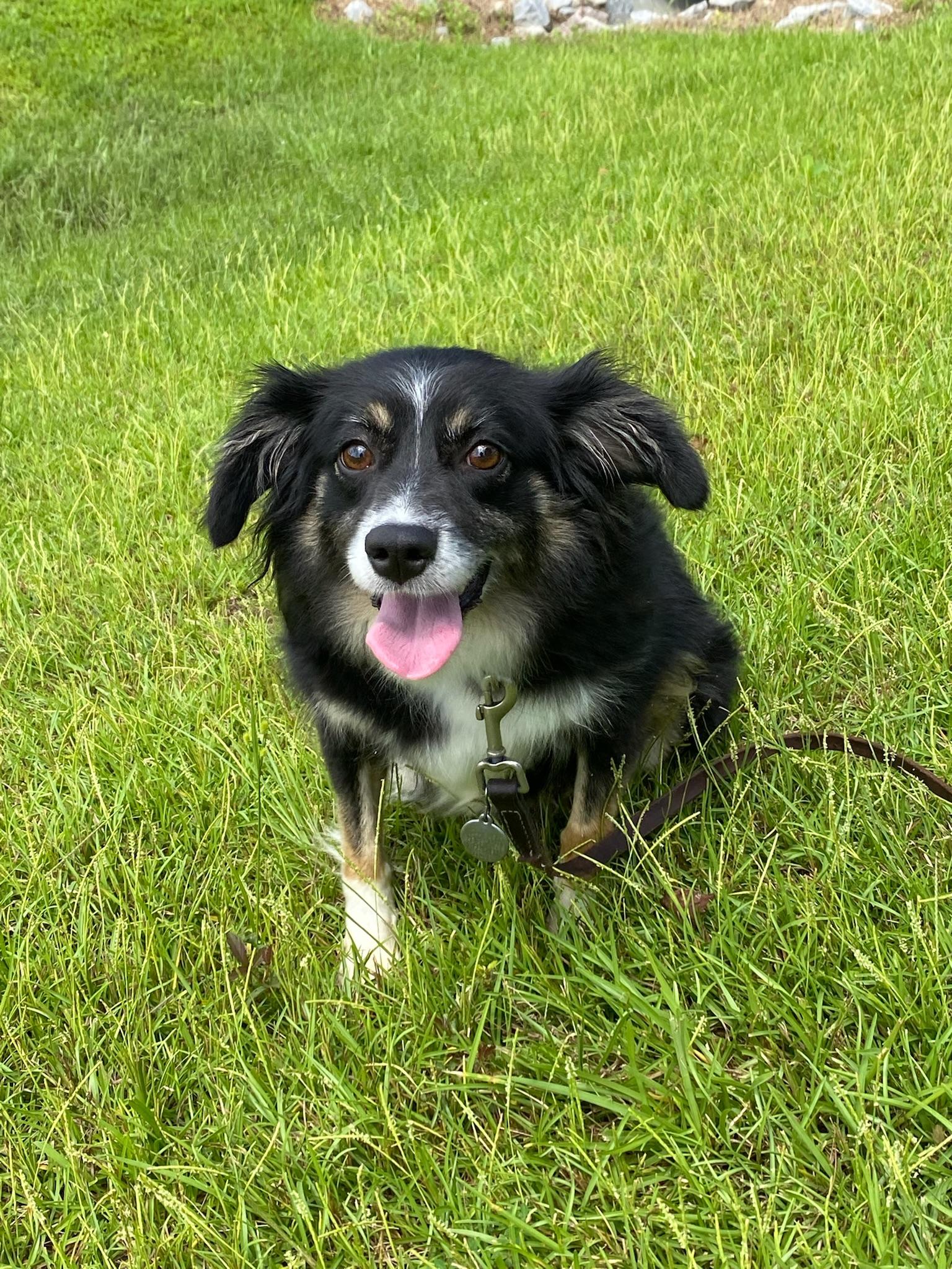 Gracie, a Adoptable Australian Shepherd image 1/4