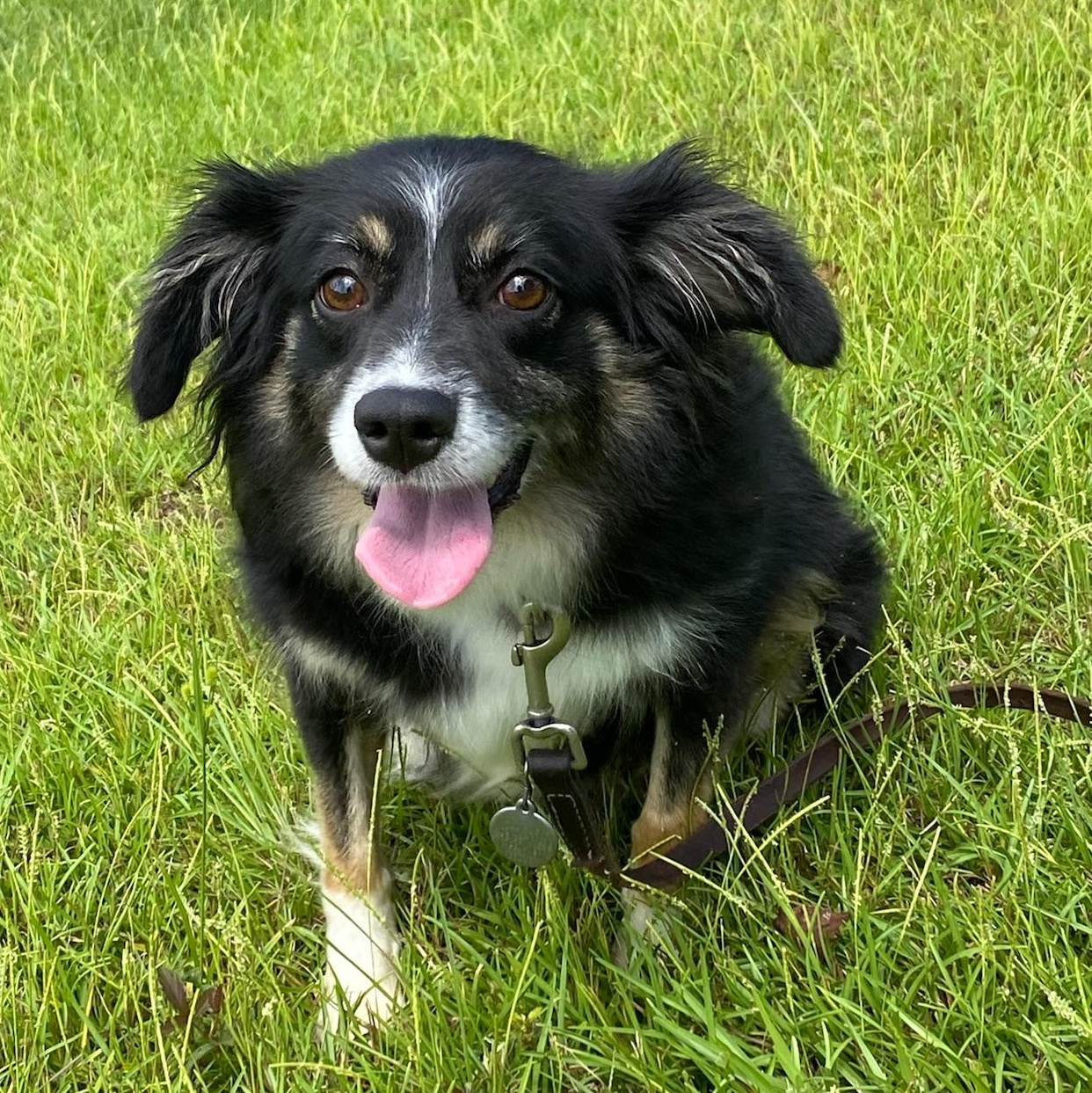 Enlarge GRACIE, a Adoptable Australian Shepherd in Ridgeland, SC image 1/5