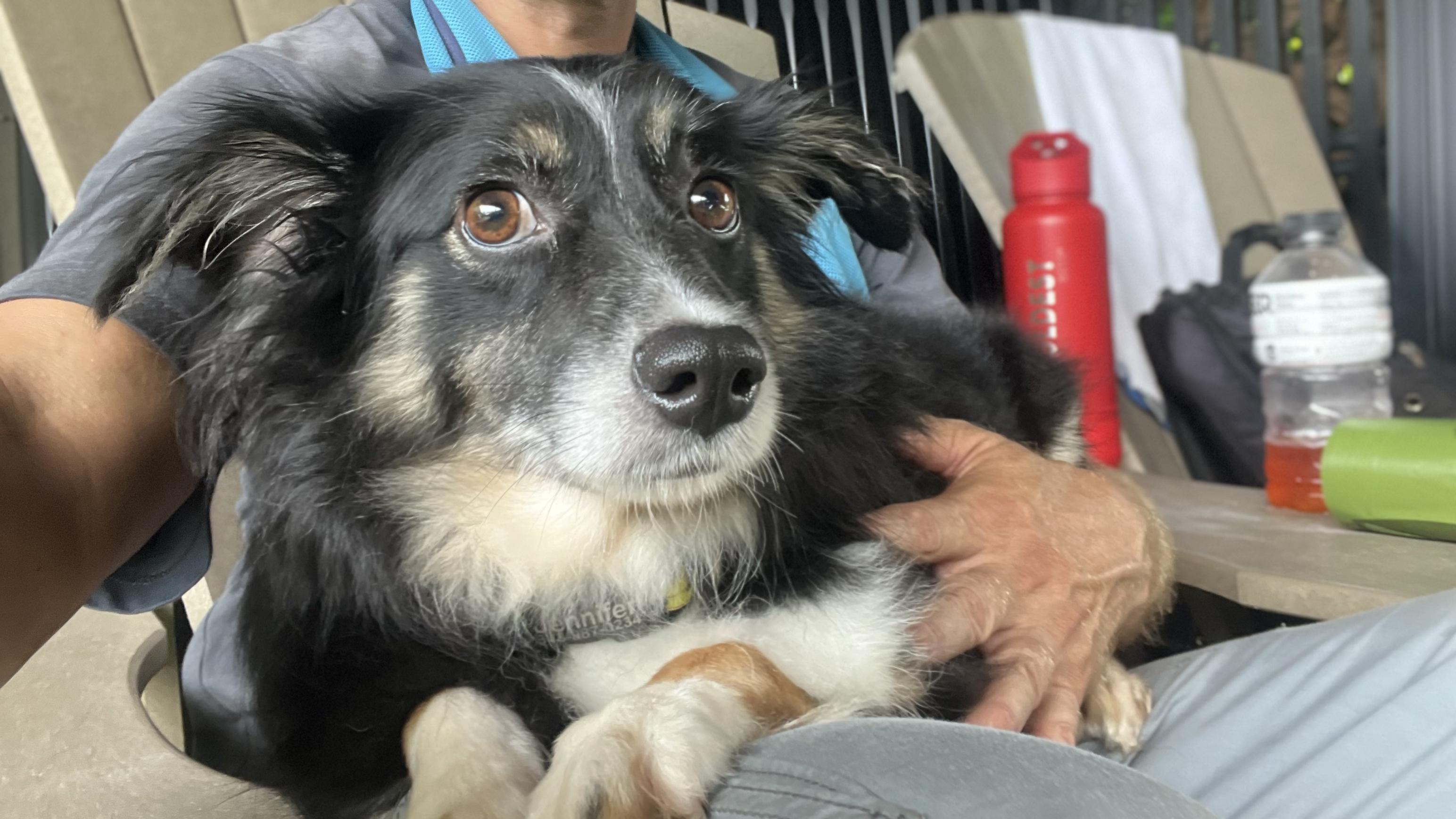 Enlarge GRACIE, a Adoptable Australian Shepherd in Ridgeland, SC image 5/5