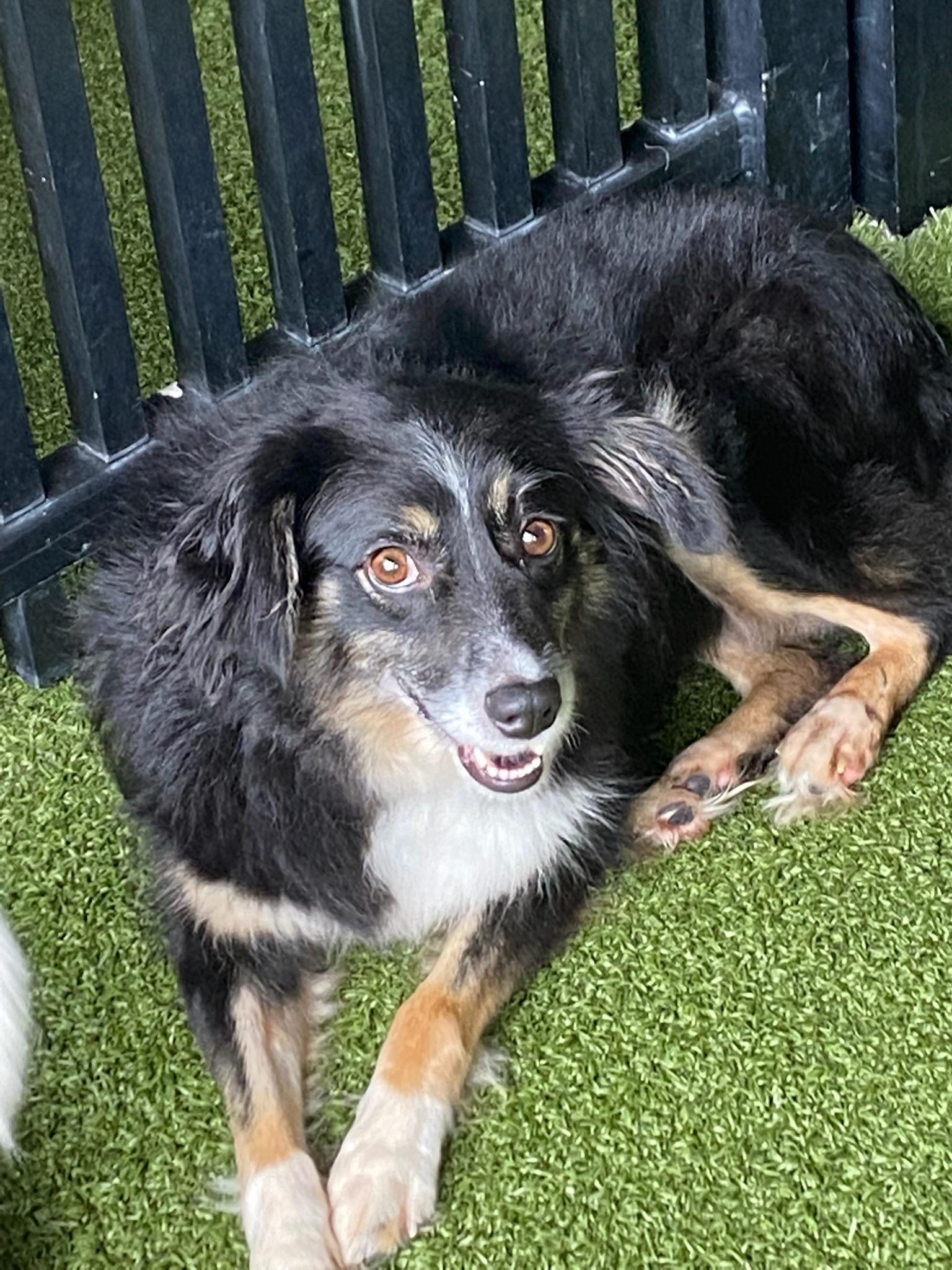 Gracie, a Adoptable Australian Shepherd image 4/4