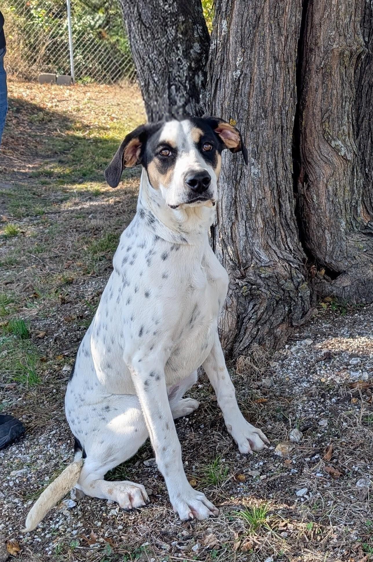 Maeve, Adoptable, Young Female Catahoula Leopard Dog.