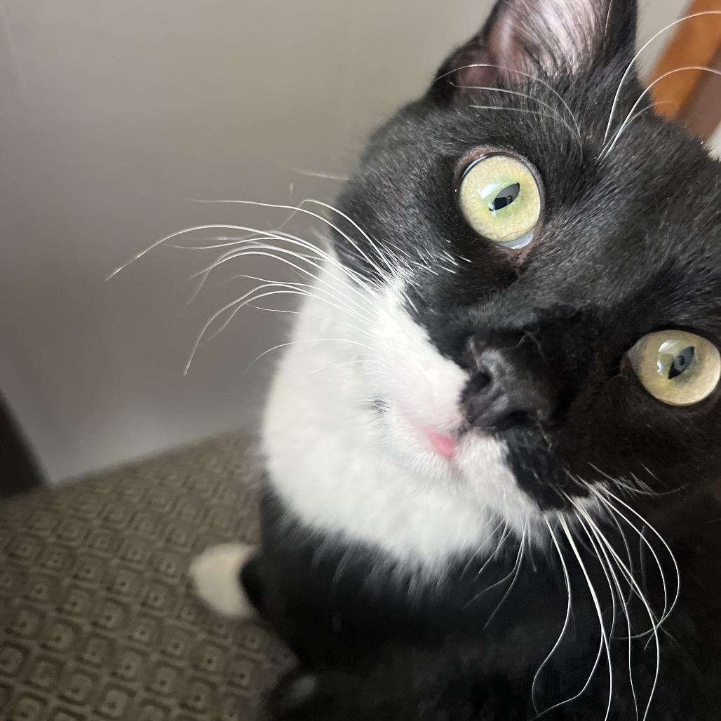 Mercutio — thumbnail 2