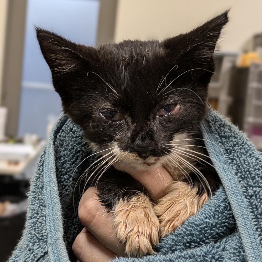 Mercutio — thumbnail 3