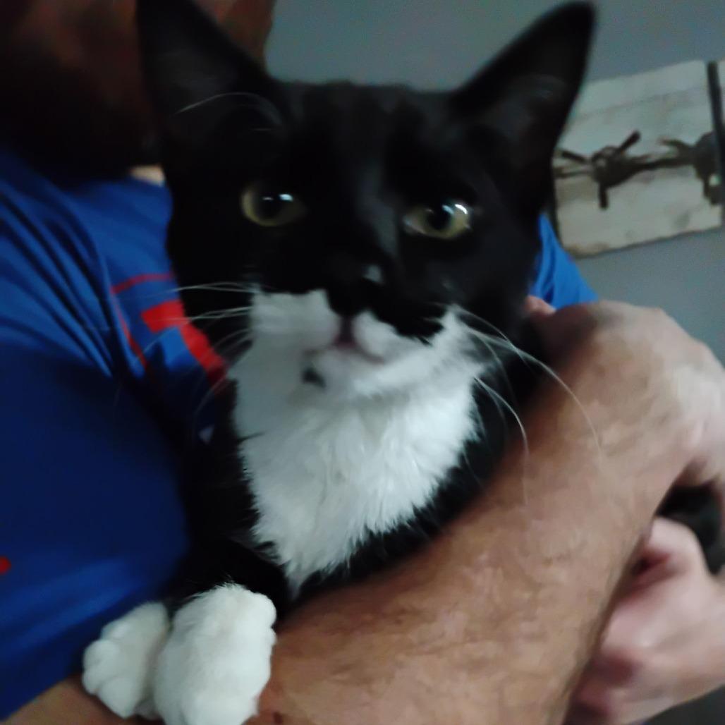 Mercutio — thumbnail 4