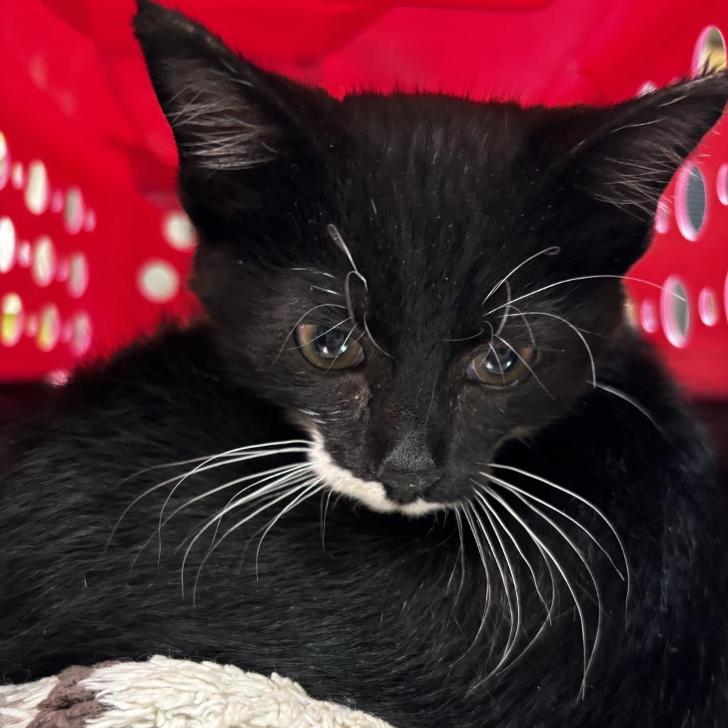 Mercutio — thumbnail 5