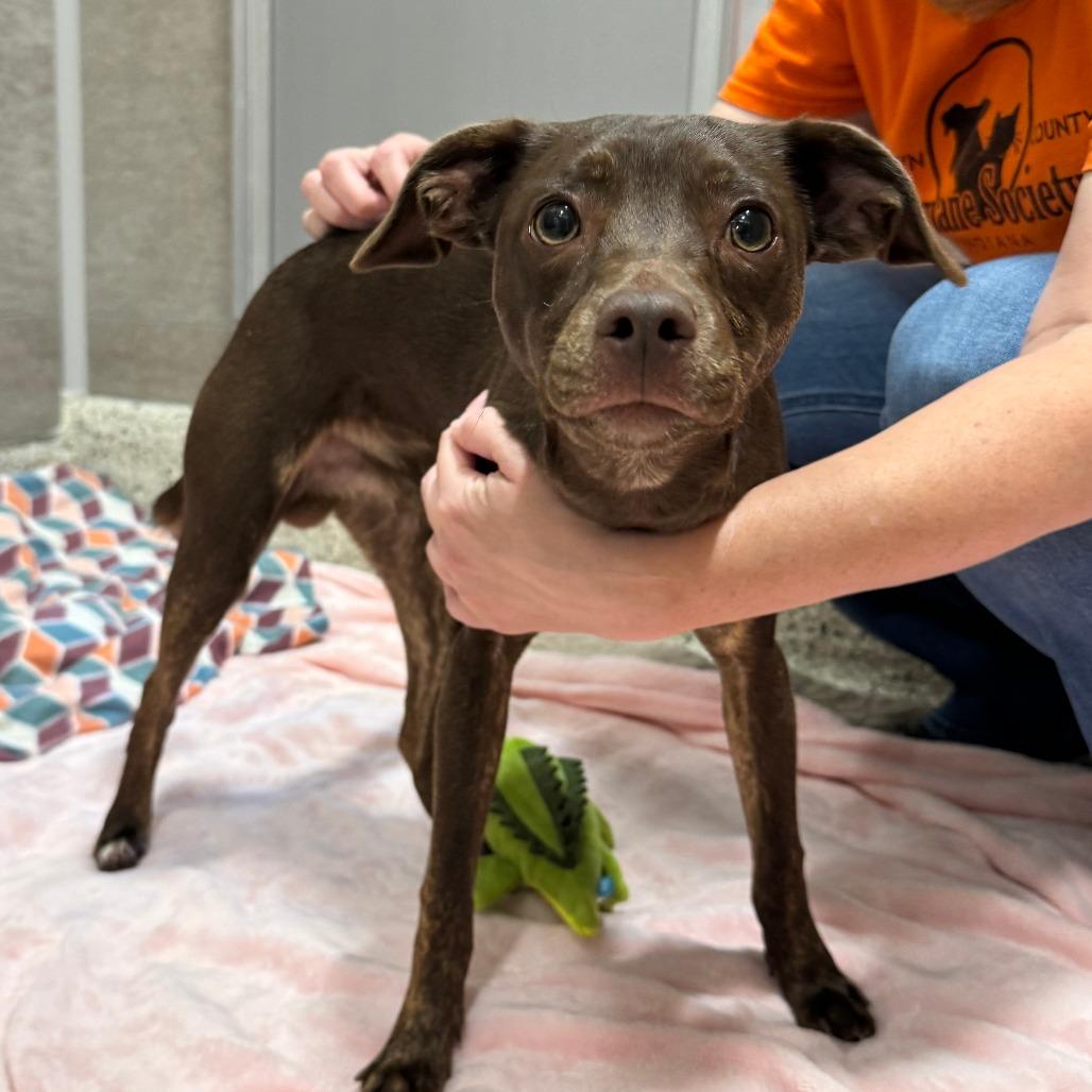 Tito, Adoptable, Young Male Mixed Breed.