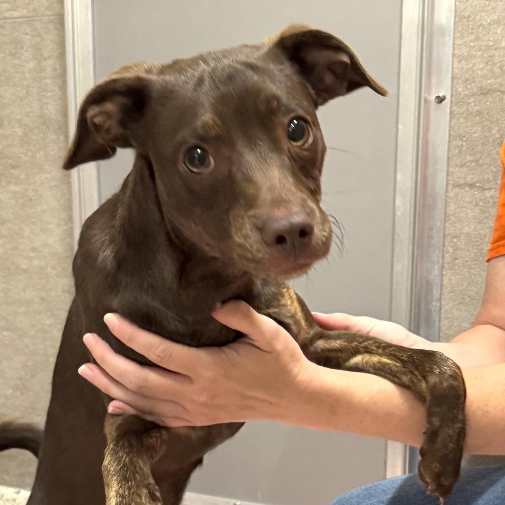 Tito, a Adoptable Mixed Breed in Nashville, IN image 2/6