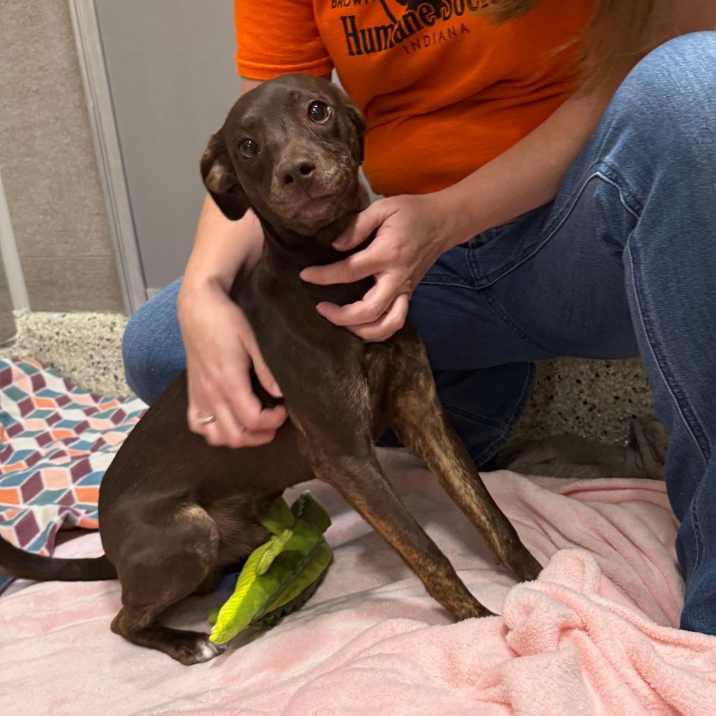 Tito, a Adoptable Mixed Breed in Nashville, IN image 3/6