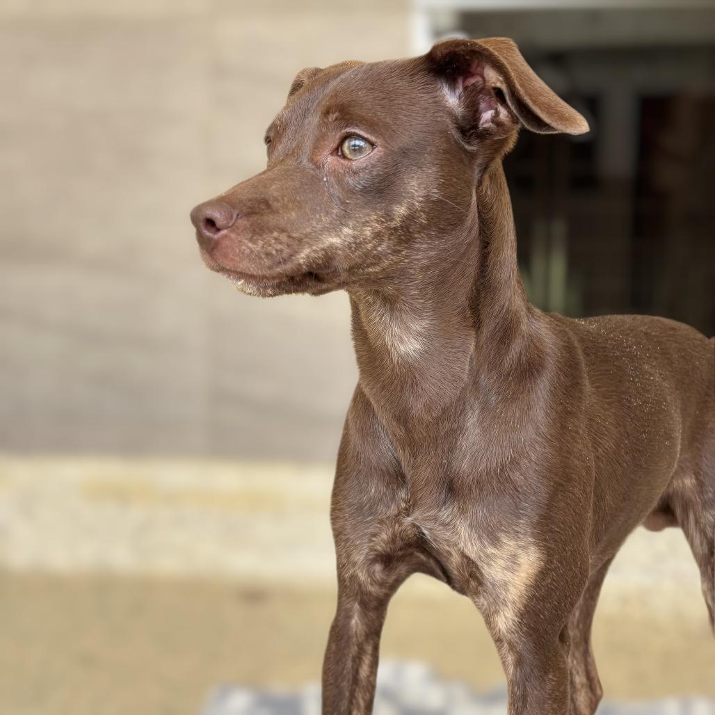 Tito, a Adoptable Mixed Breed in Nashville, IN image 4/6