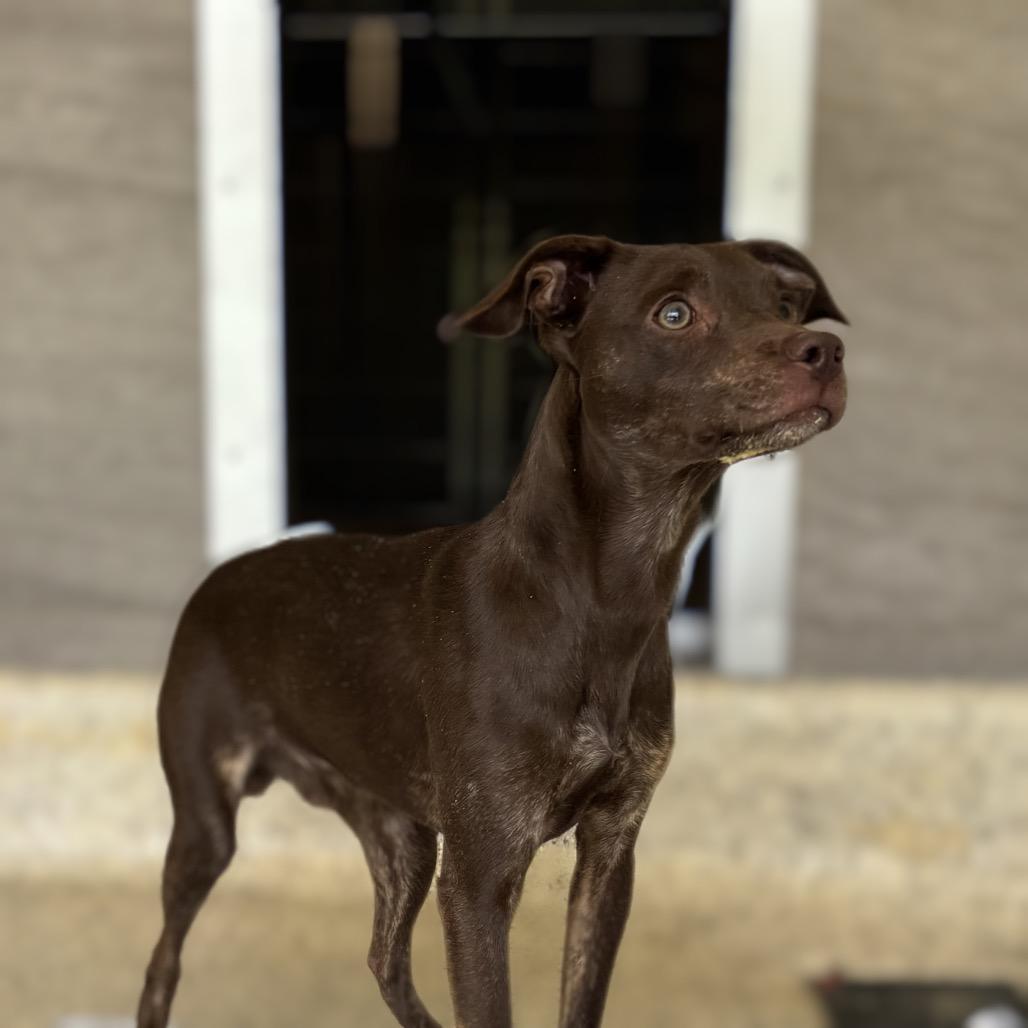 Tito, a Adoptable Mixed Breed in Nashville, IN image 5/6