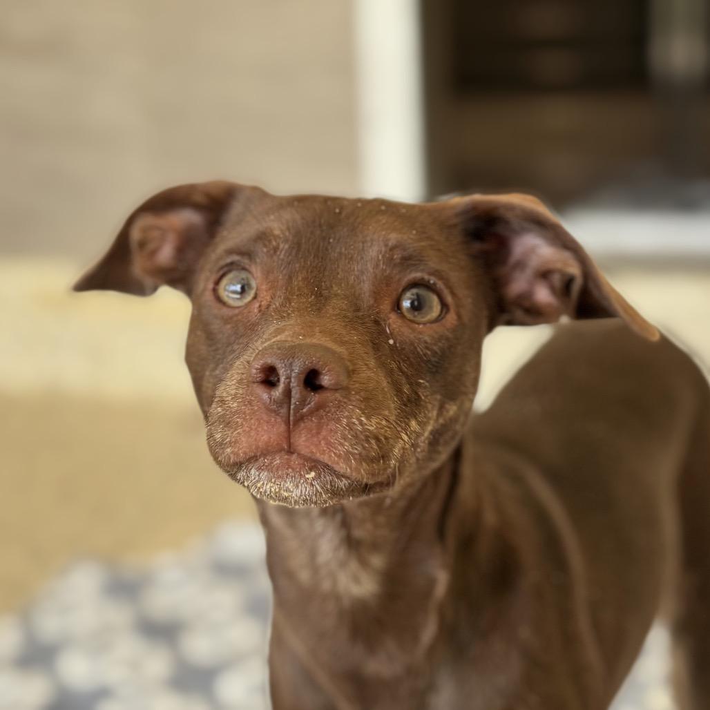 Tito, a Adoptable Mixed Breed in Nashville, IN image 6/6